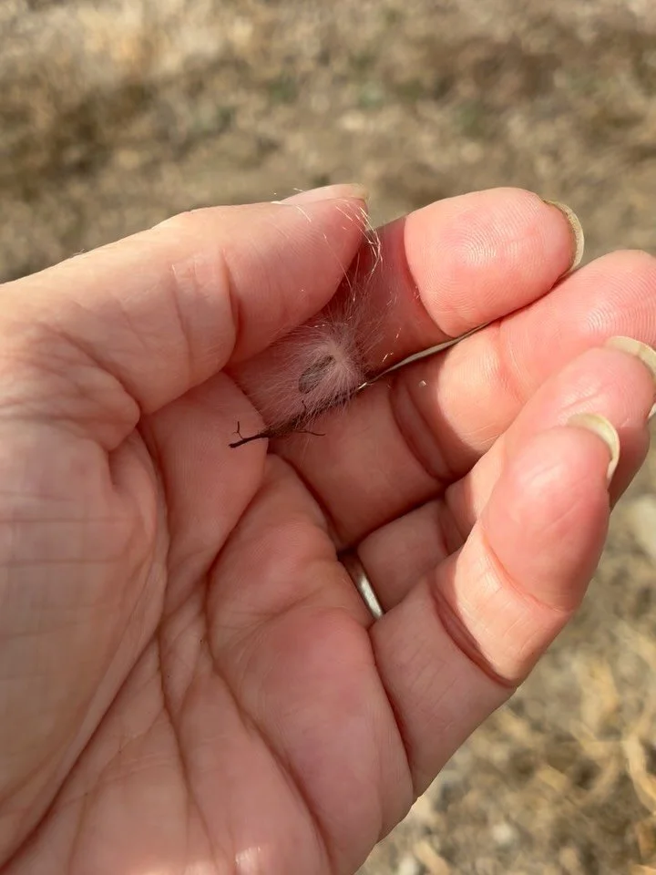 Possibilities

In the boundless sky, a single dandelion seed full of possibility floated on the breeze, carried by currents it couldn&rsquo;t control. To anyone watching, it seemed fragile and aimless, drifting without direction. Yet within that tiny