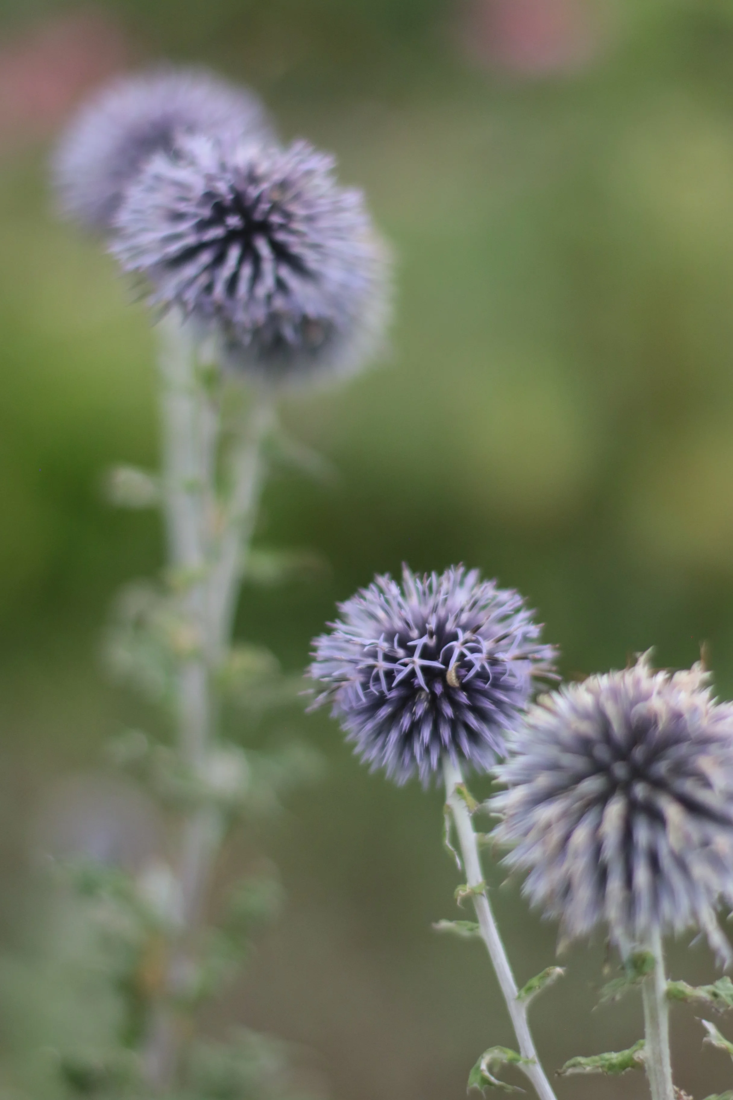 664A9177.JPG