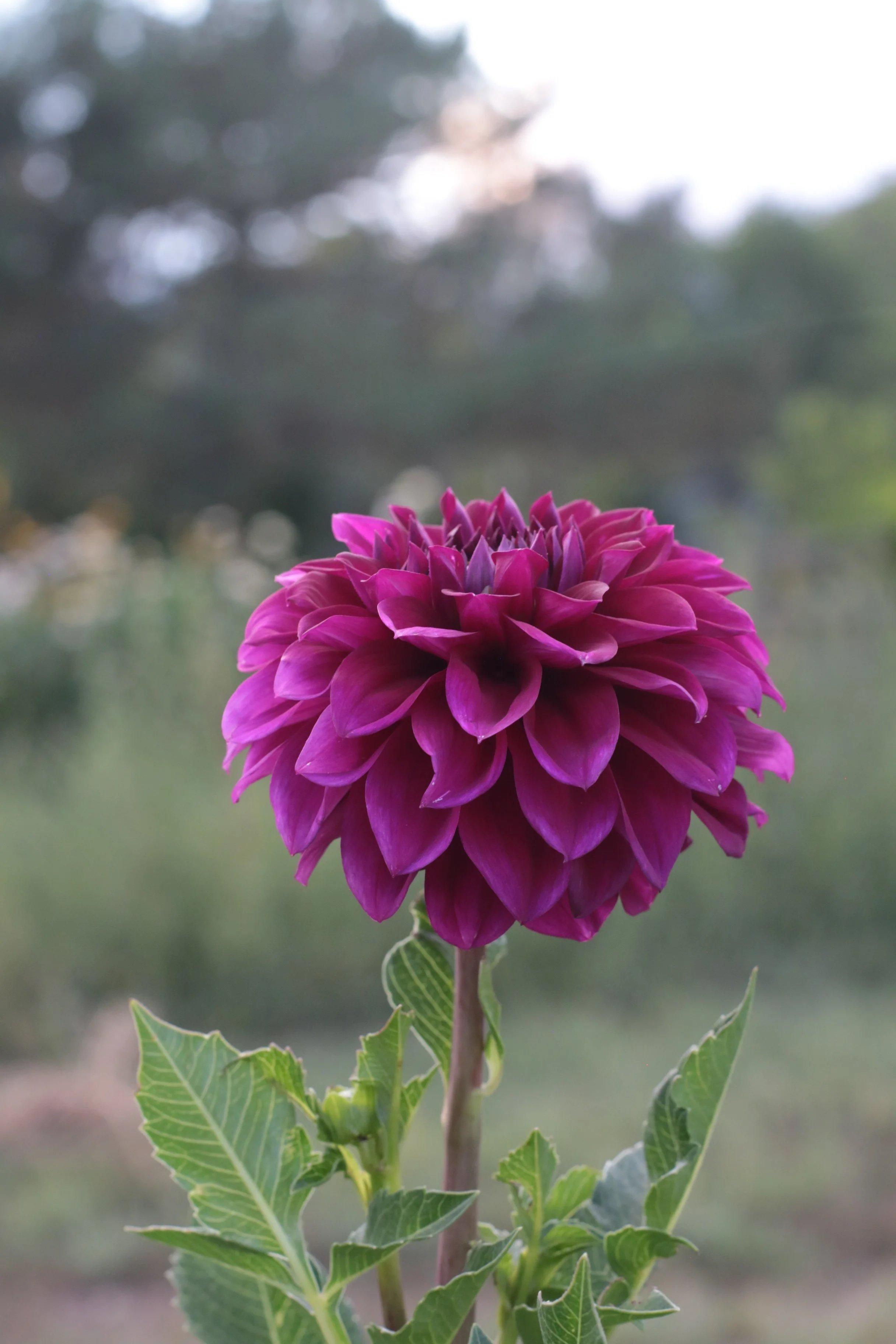 664A9424.JPG