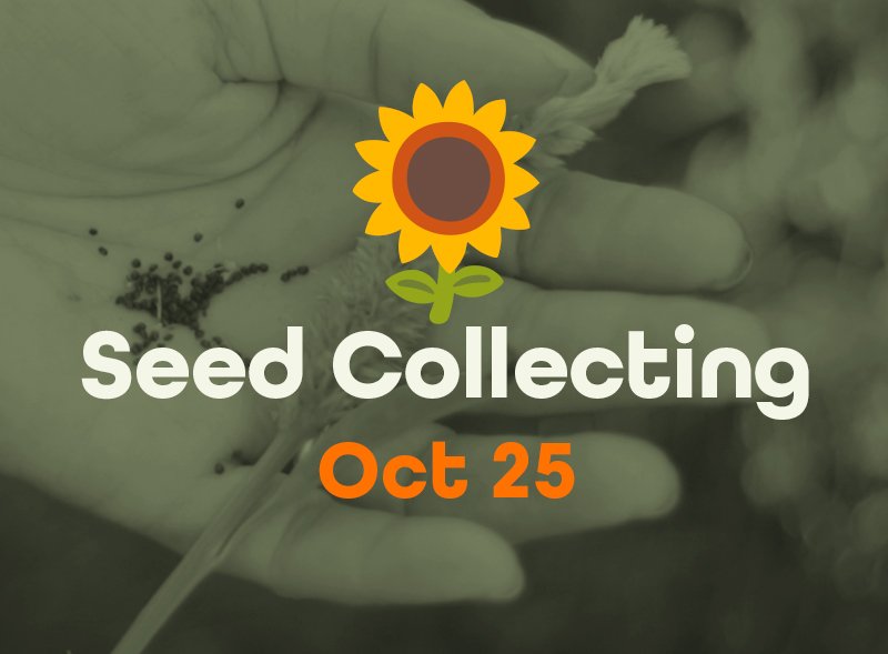 06-seeds-NEW3.jpg