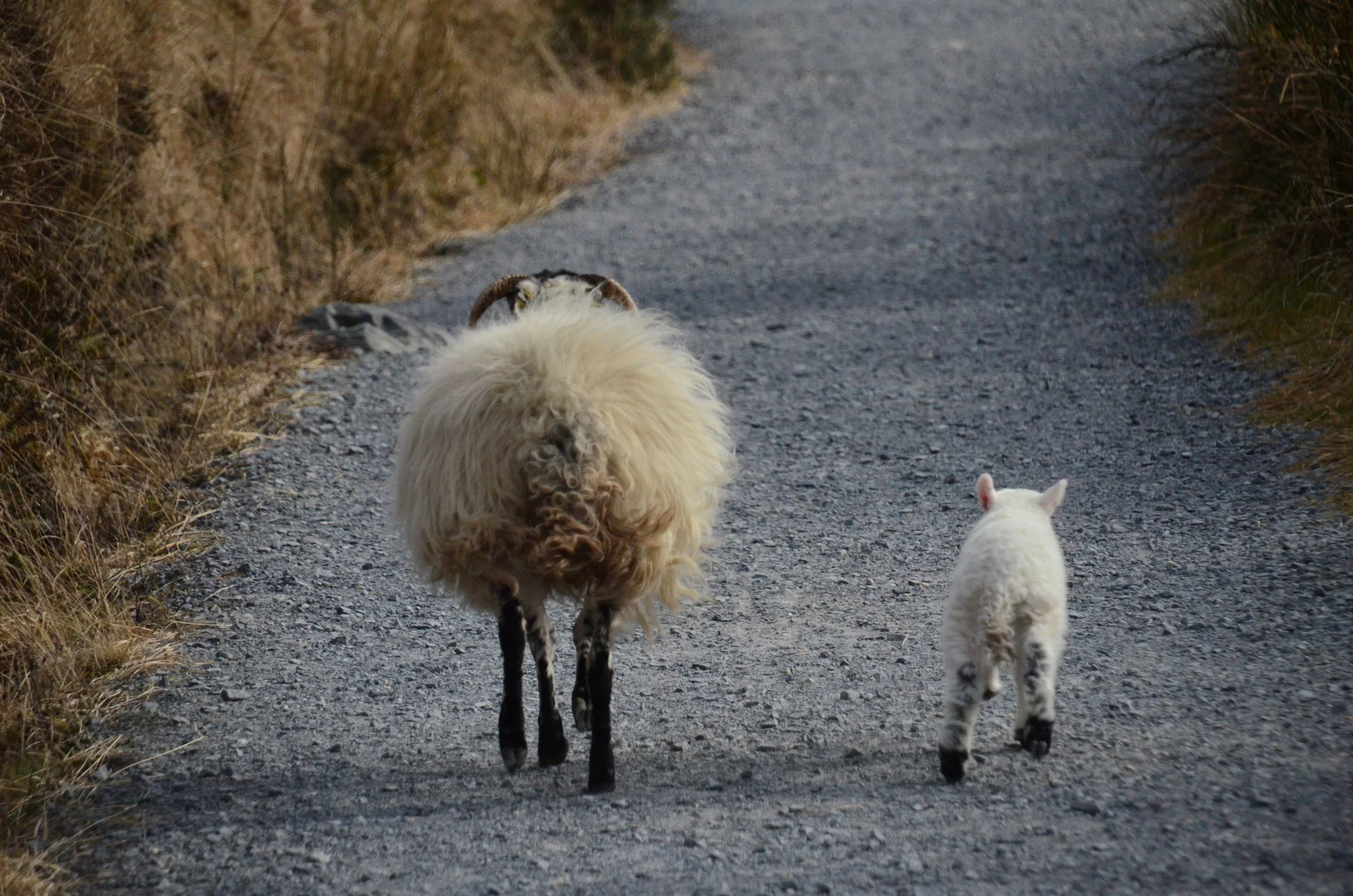 Ireland | 2013
