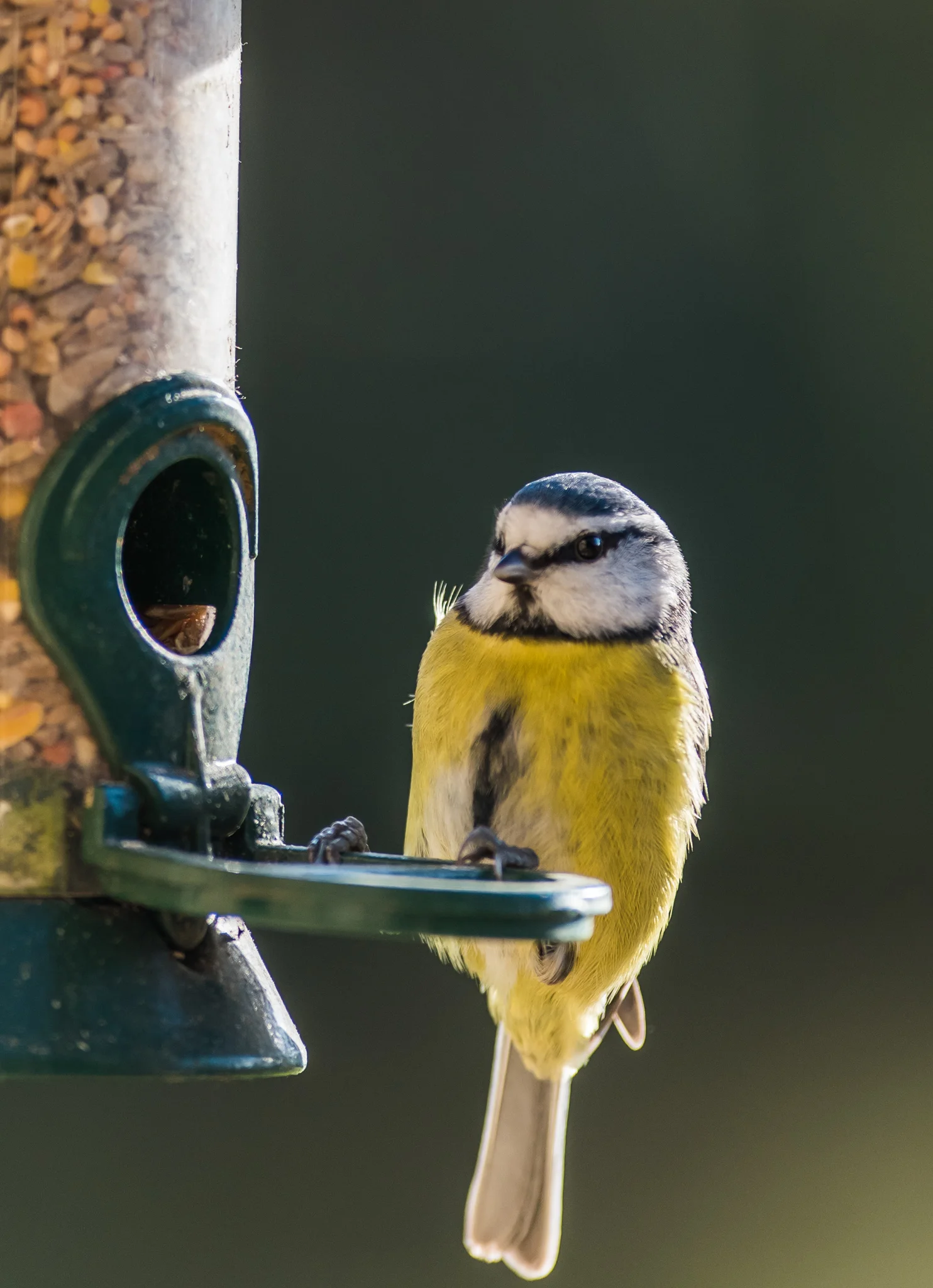 Carey_December 04, 2017_DSC_2341.jpg