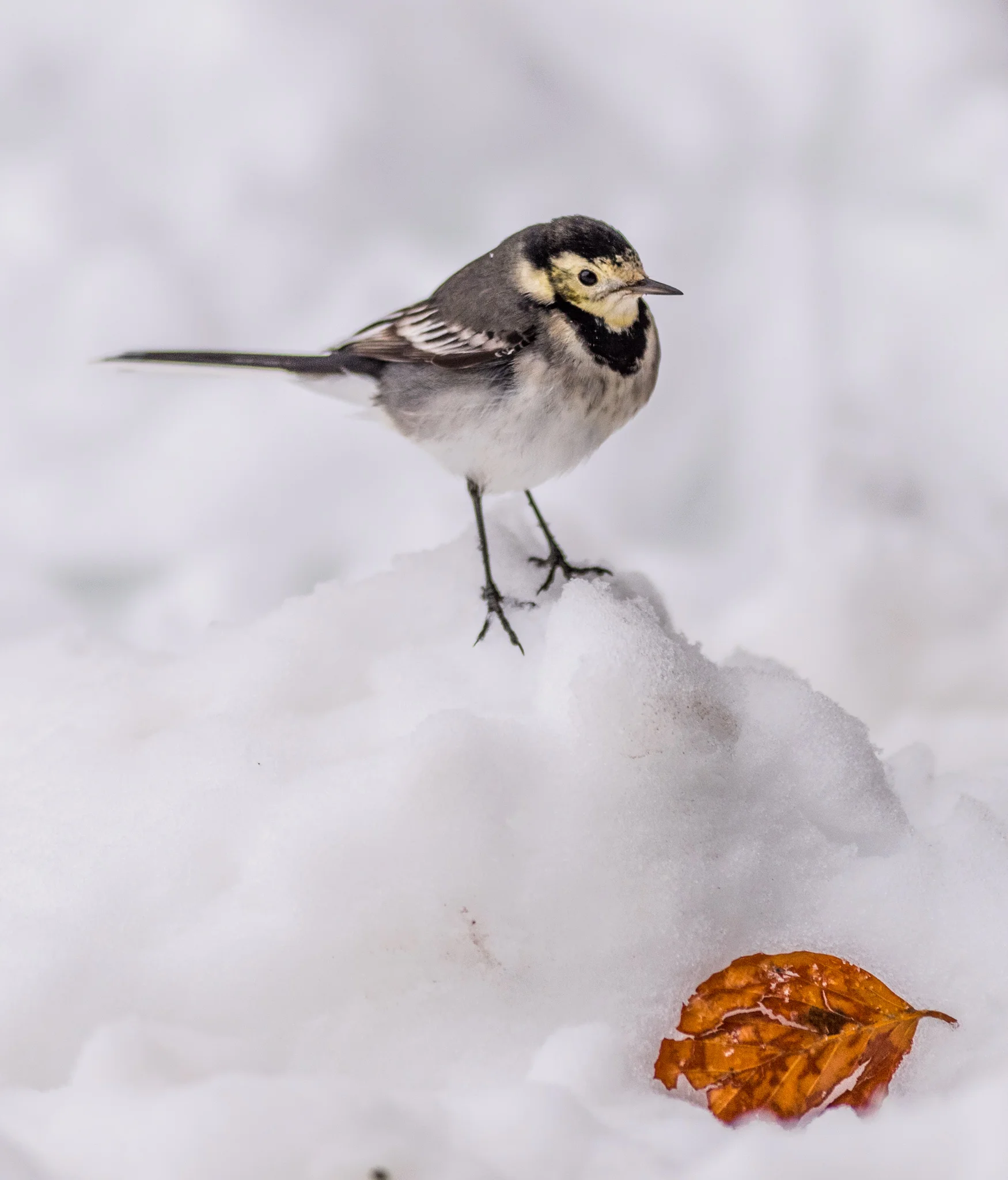 Carey_December 10, 2017_DSC_2471.jpg