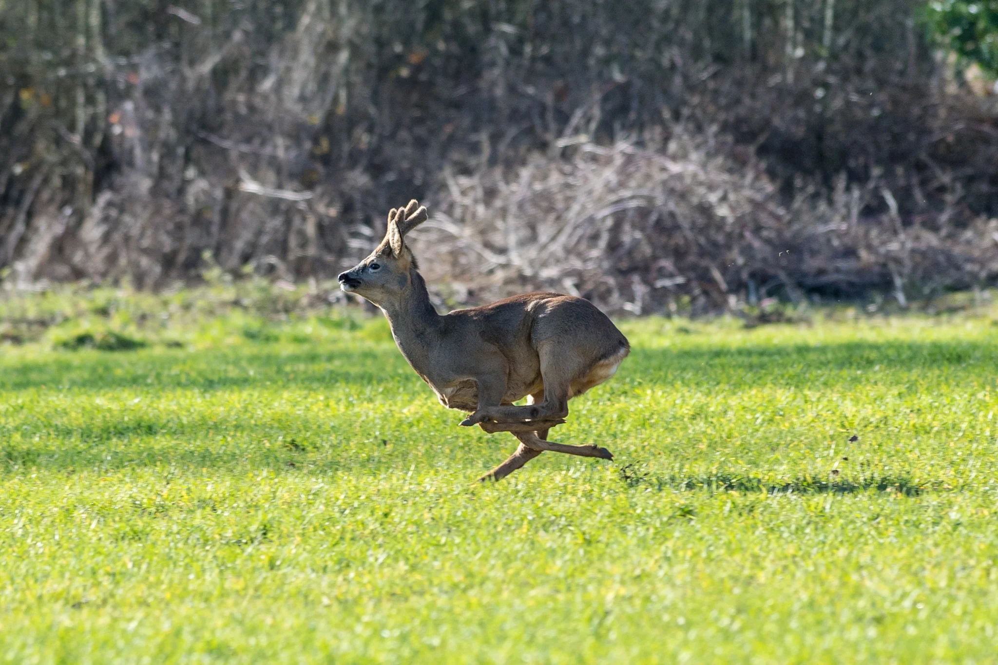 Carey_February 02, 2018_DSC_2448.jpg