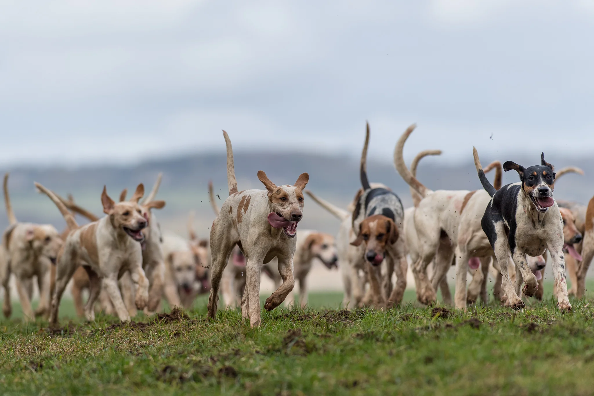 Carey_February 17, 2018_DSC_5184.JPG