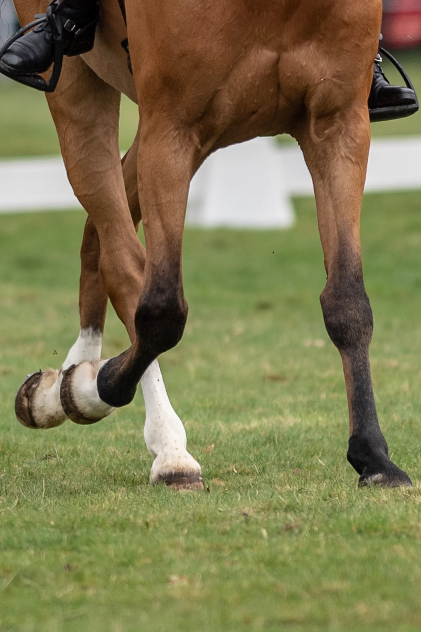 Carey_April 13, 2018_DSC_5198.JPG