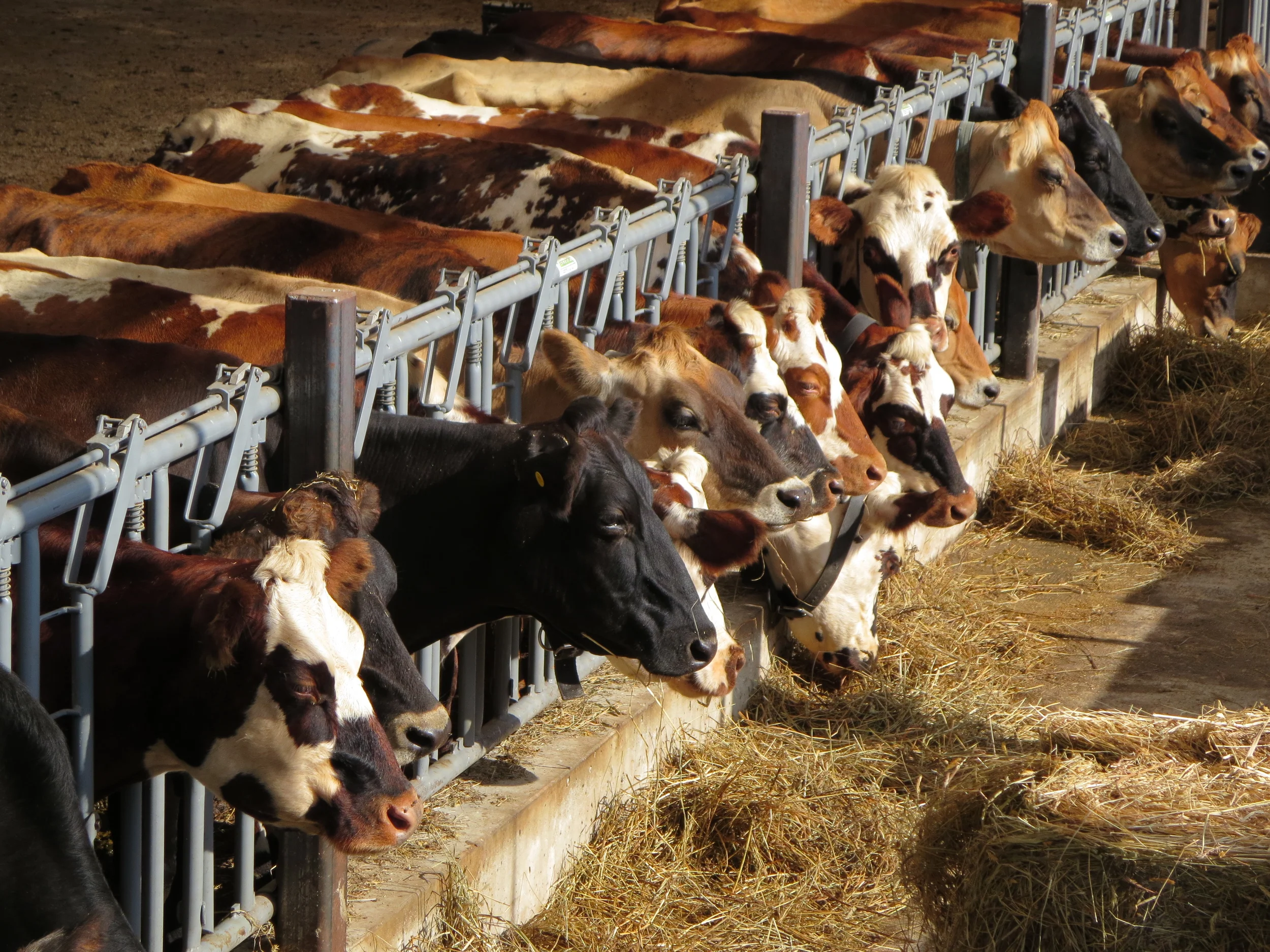 Sidehill-WinterBarnFeeding.jpg