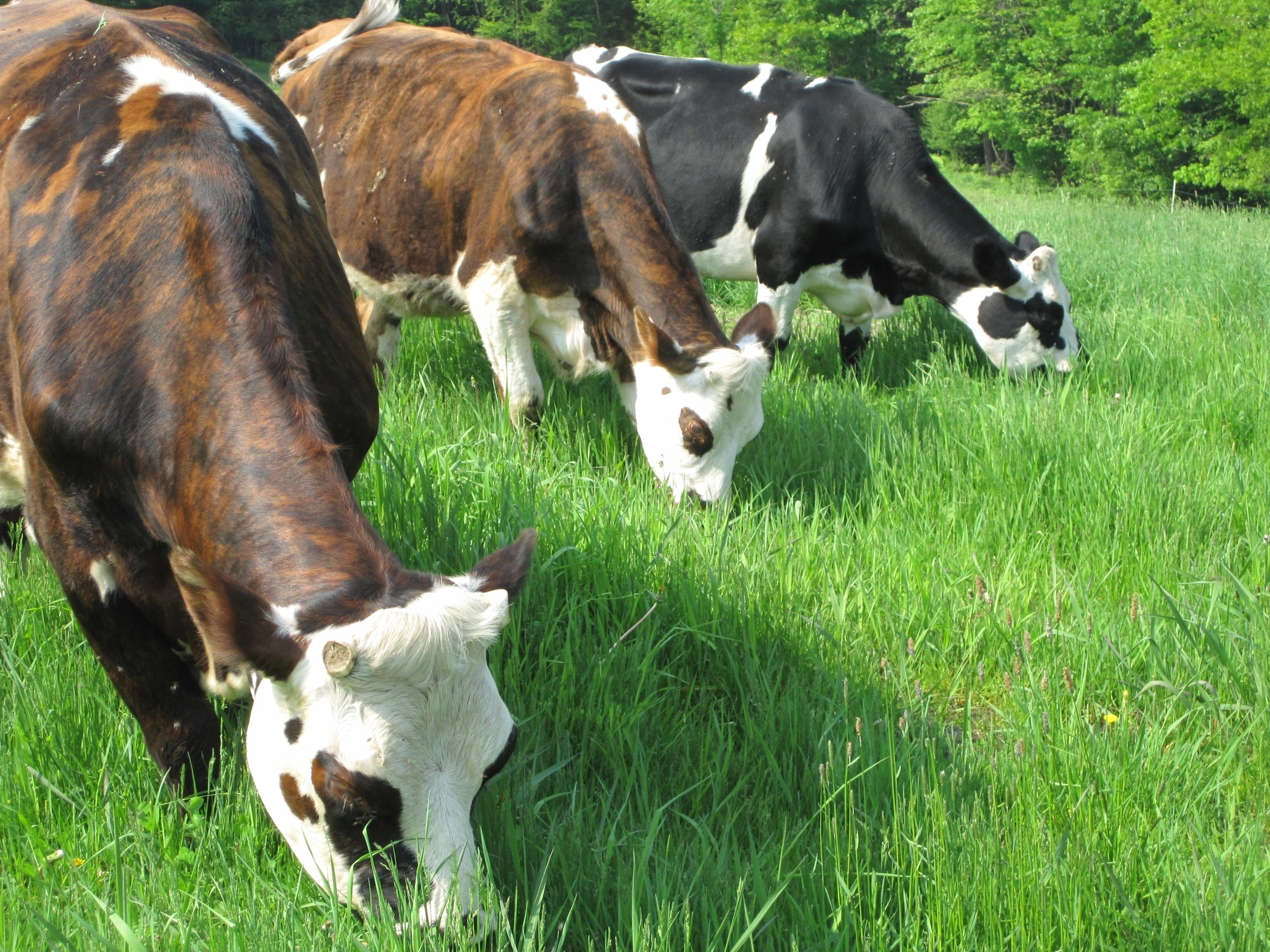   great dairy starts with&nbsp;gorgeous grass    