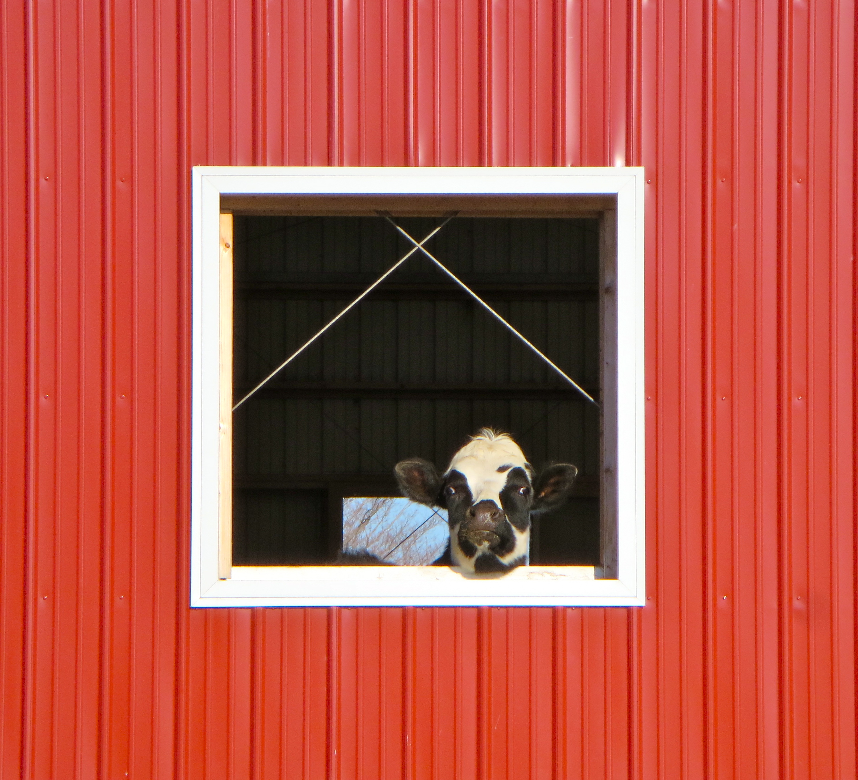 Rocky smells spring in the air!