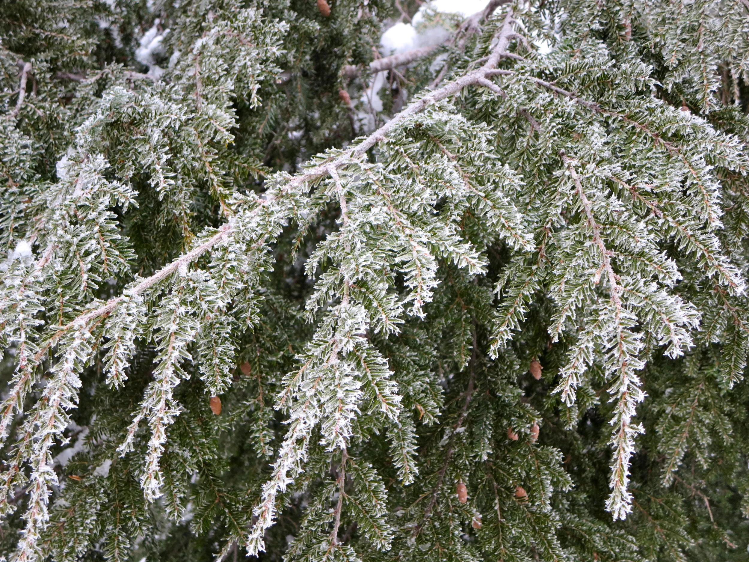 The full beauty of winter