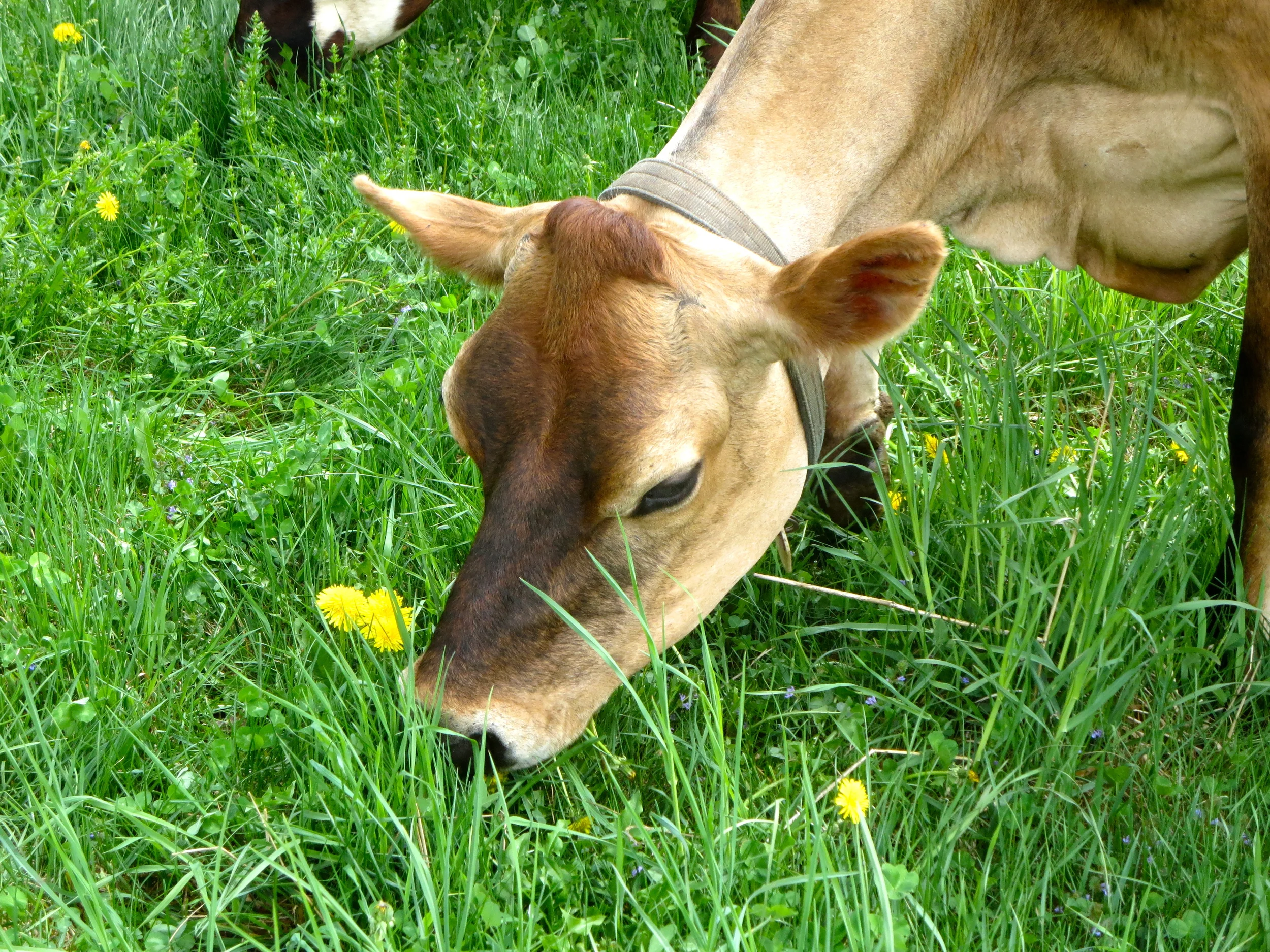 2015 Green Pastures Award Winners!