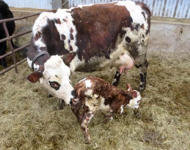 Training New Nurse Cows