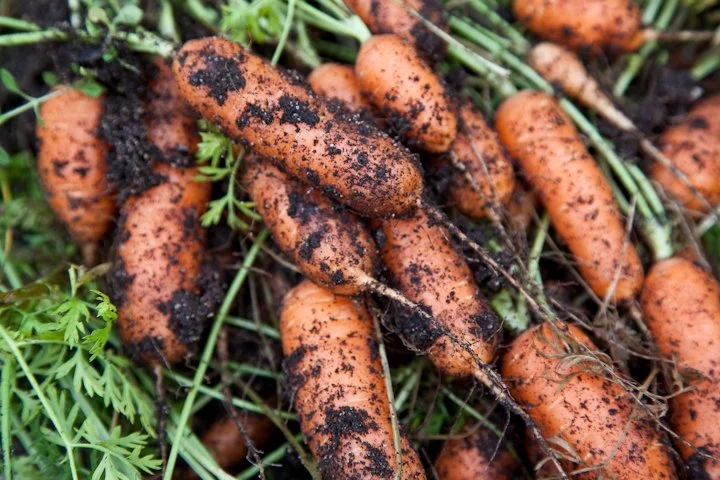 NourishingGardenCarrots.jpg