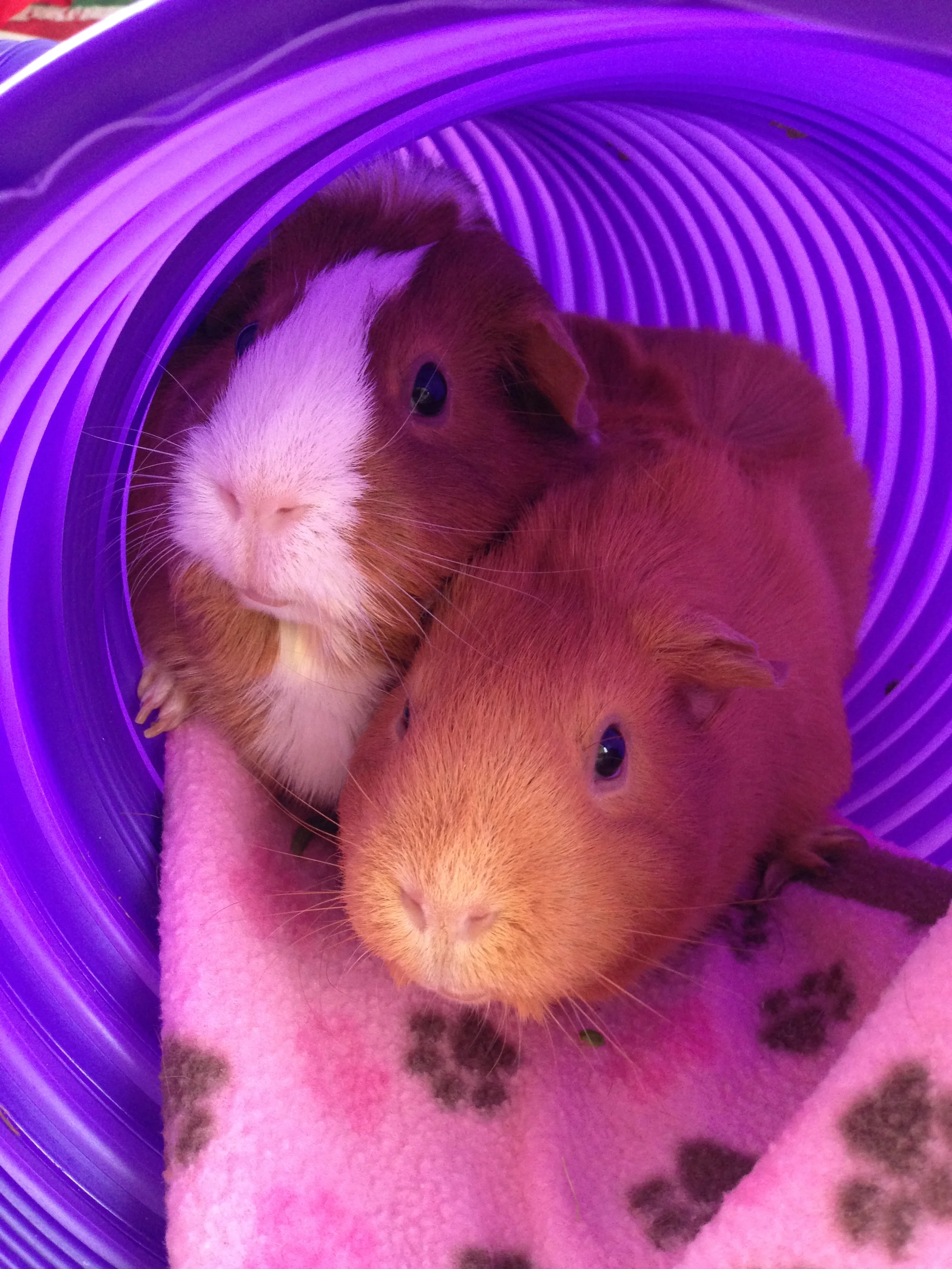 GuineaPigHolidays.jpg