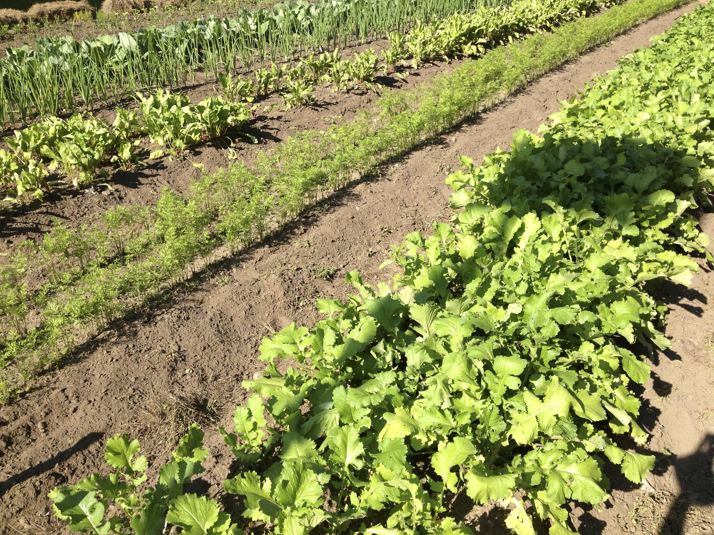 FarmProduce.jpg