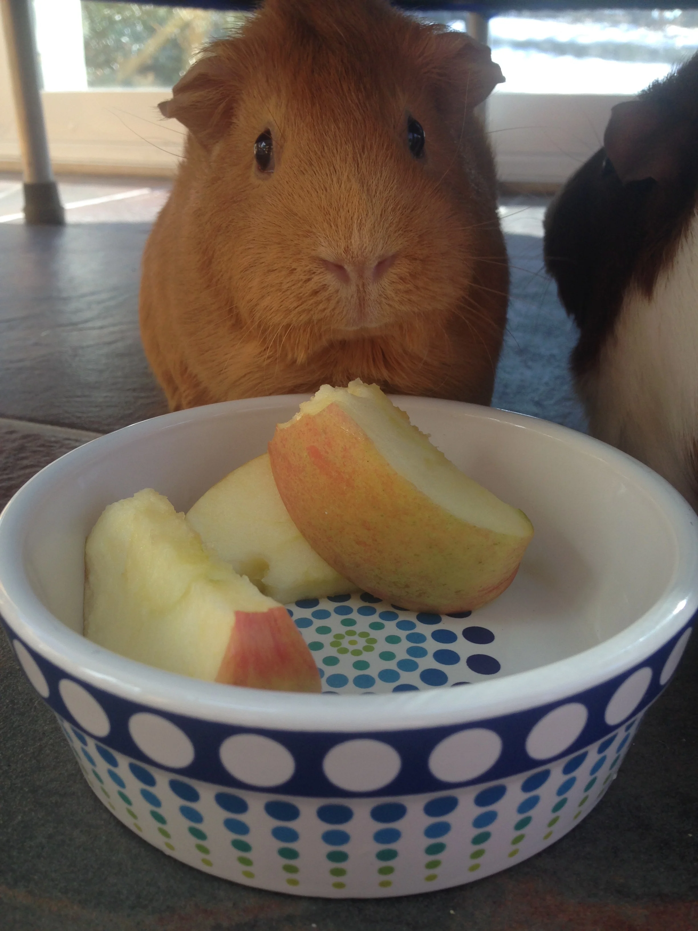 GuineaPigMindfulEating.jpg