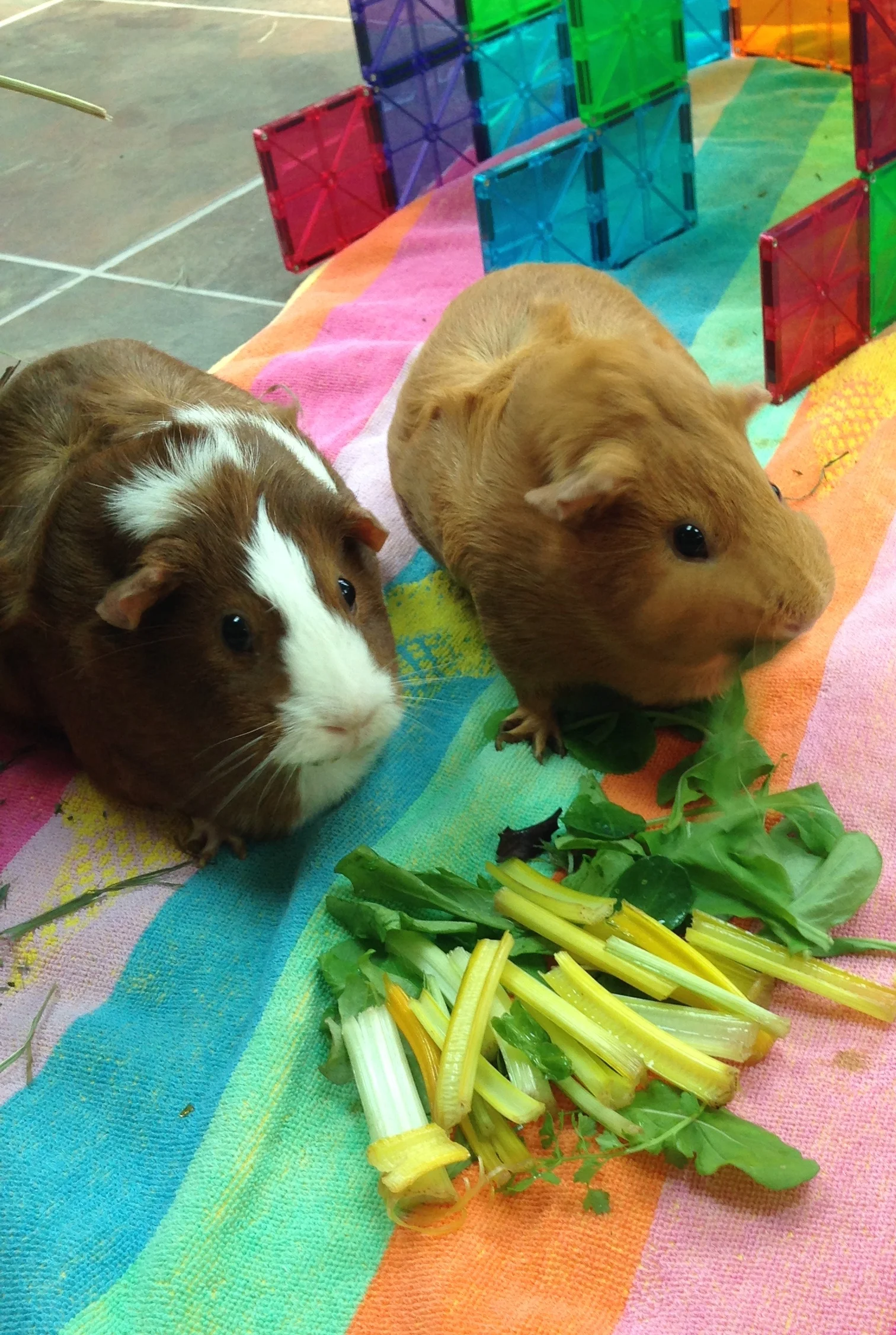 MindfullyEatingGuineaPigs.jpg
