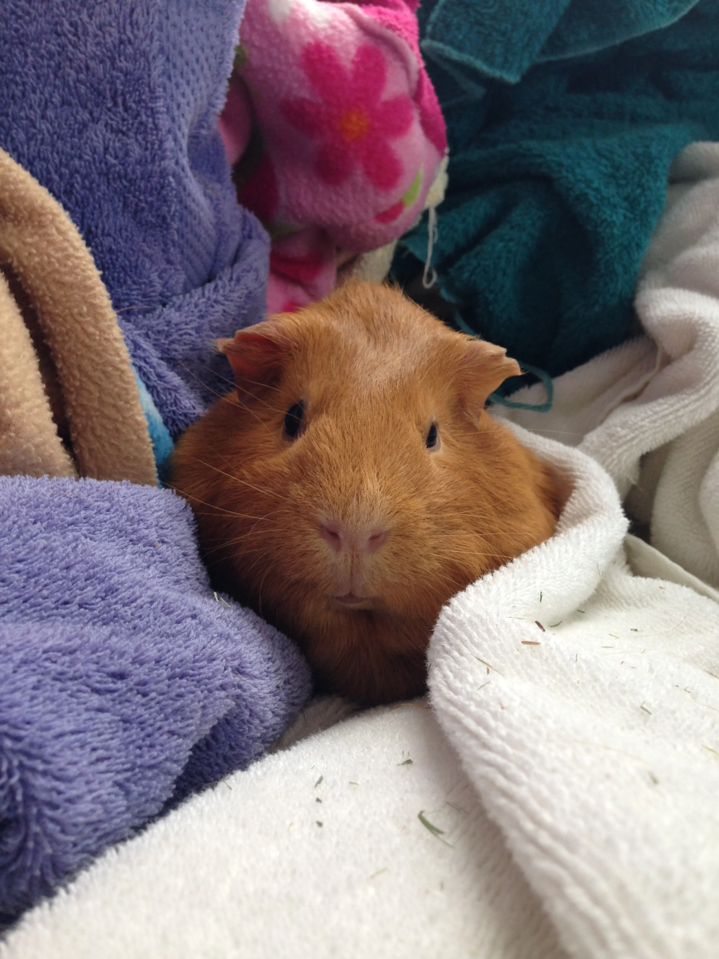 Boo Dove into Some Laundry