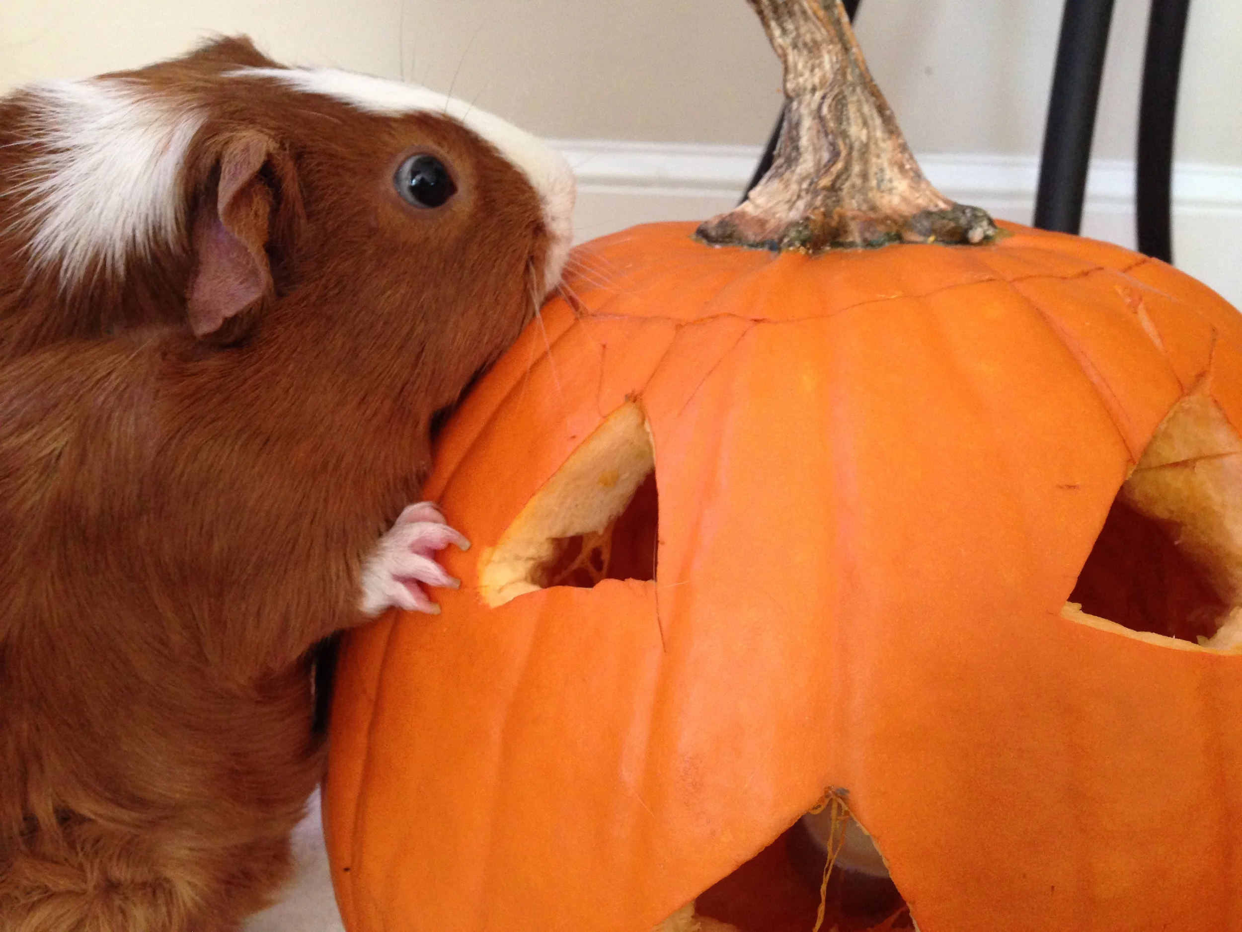 BingeEatingGuineaPig.jpg