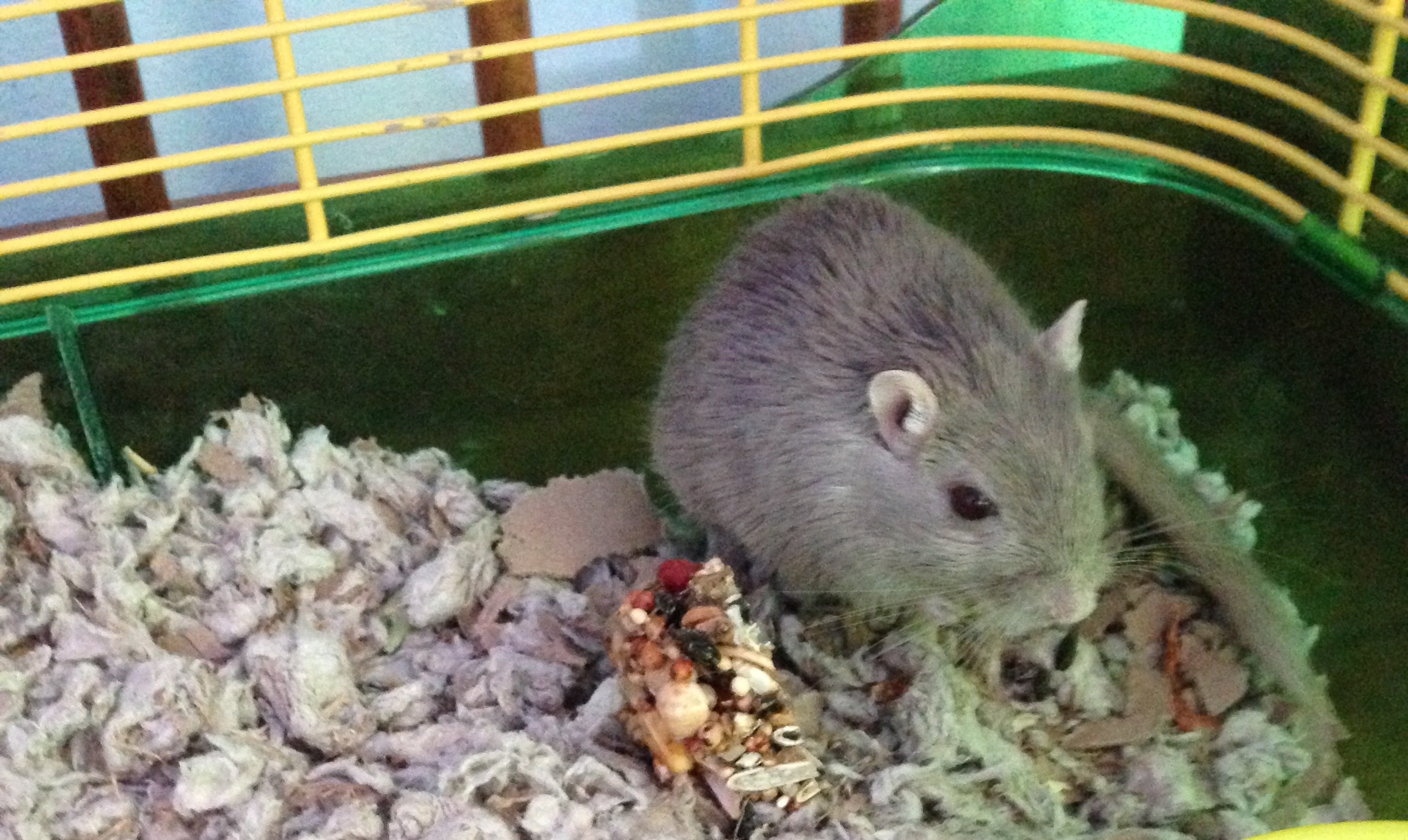 Bubbles the Gerbil