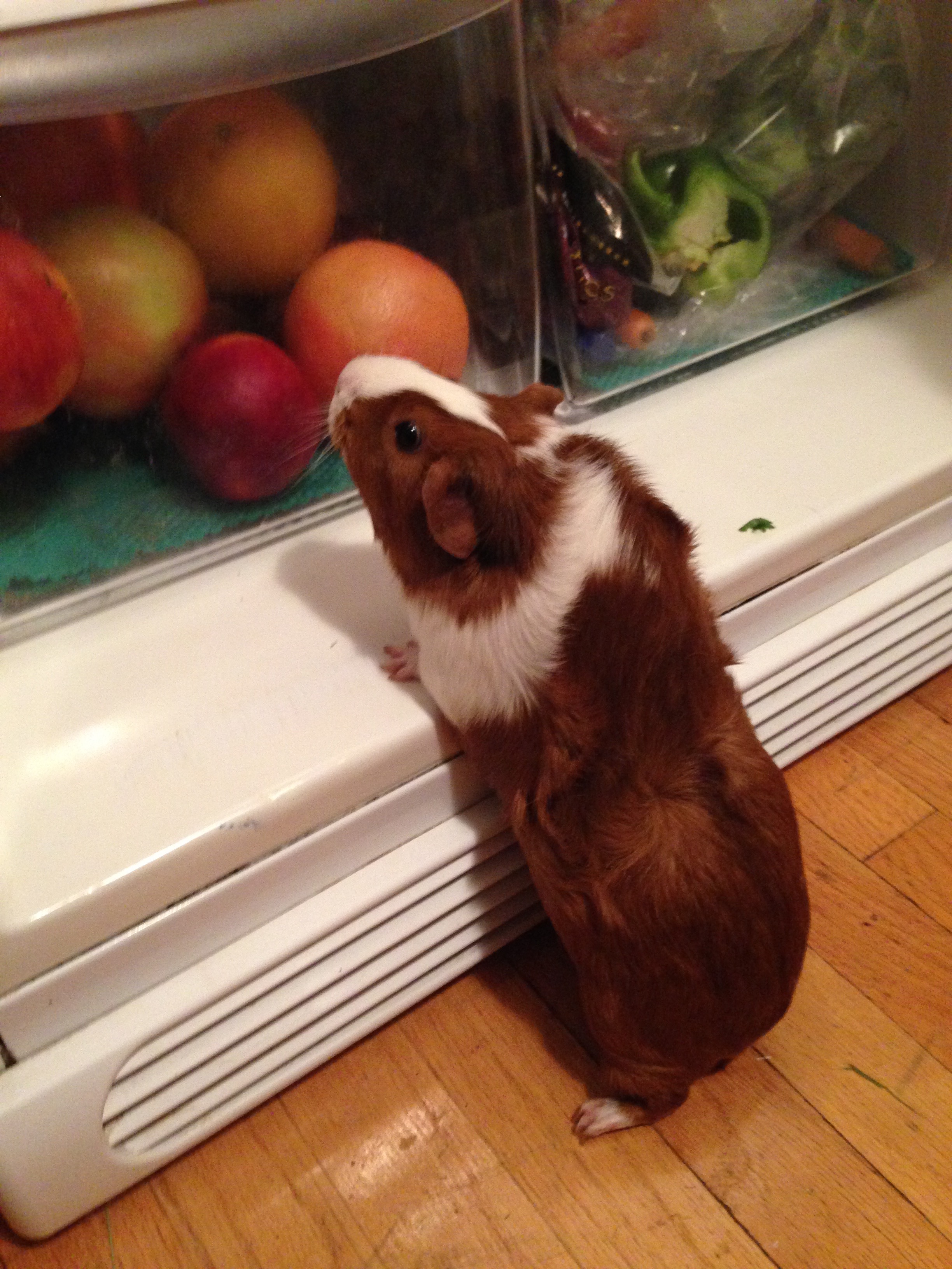 In loving memory of Bud-Bud, who always had a good appetite. 
