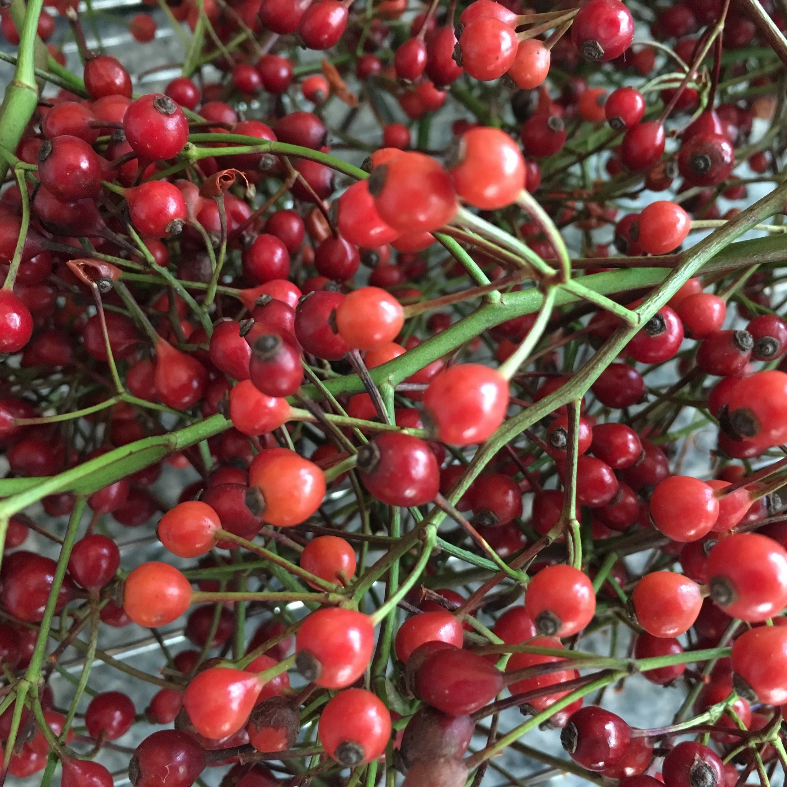 Rose Hips HAES.jpeg