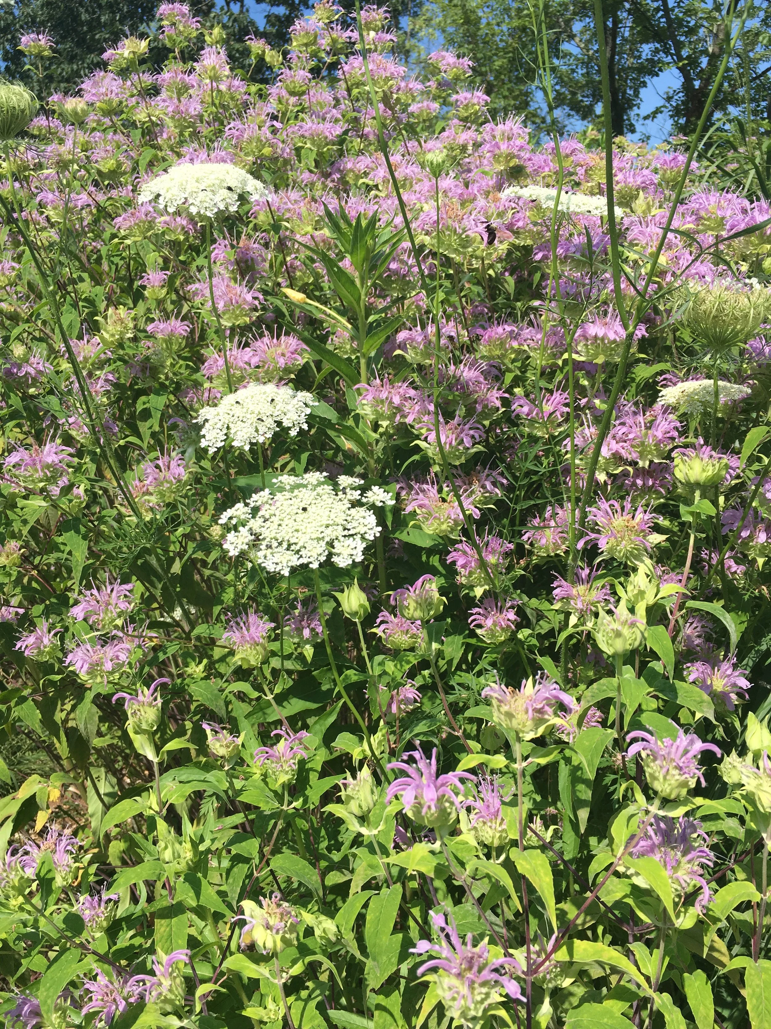 IMG_7657.jpeg