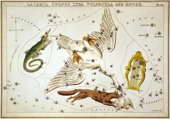 Cygnus.jpg
