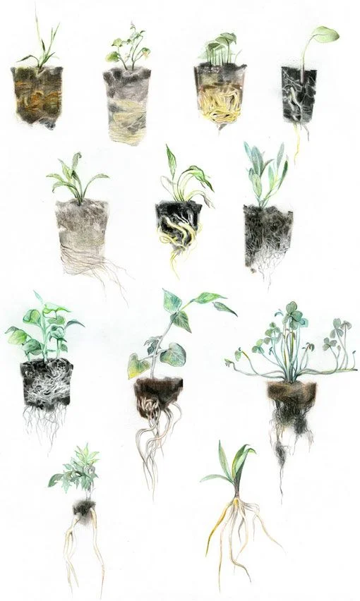  Nubby Root Shoots: the precious value in unimpressive beginnings 