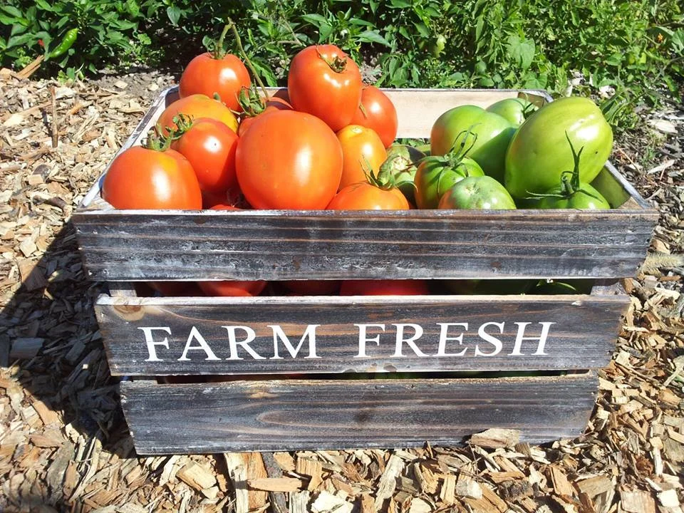 AlicesGardenTSL tomatoes.jpg