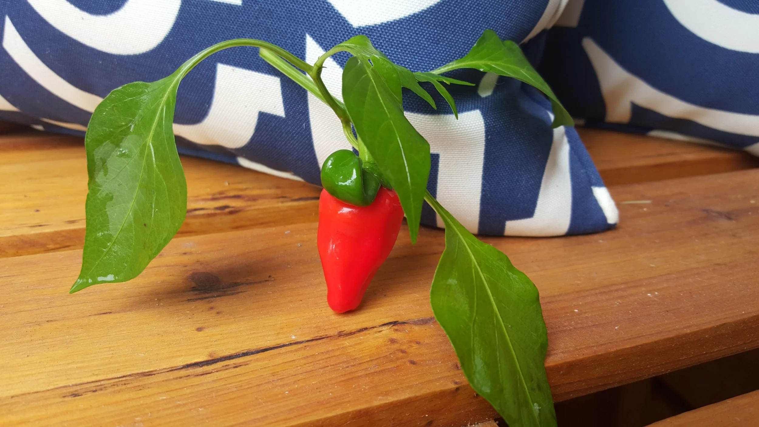 20150918_121636.jpg