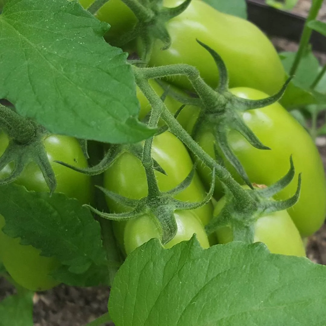 Green Tomatoes