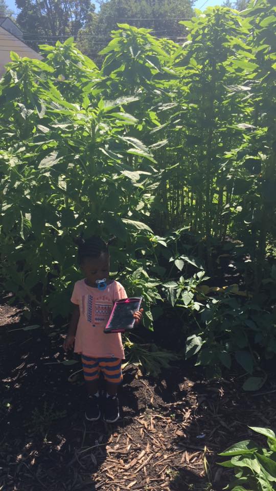 Callaloo-little one.jpg