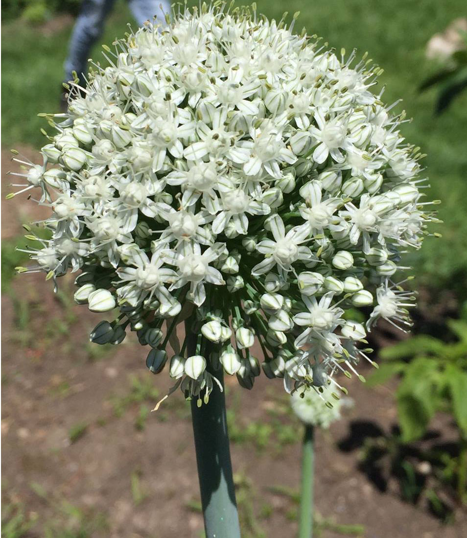 onion bloom.jpg