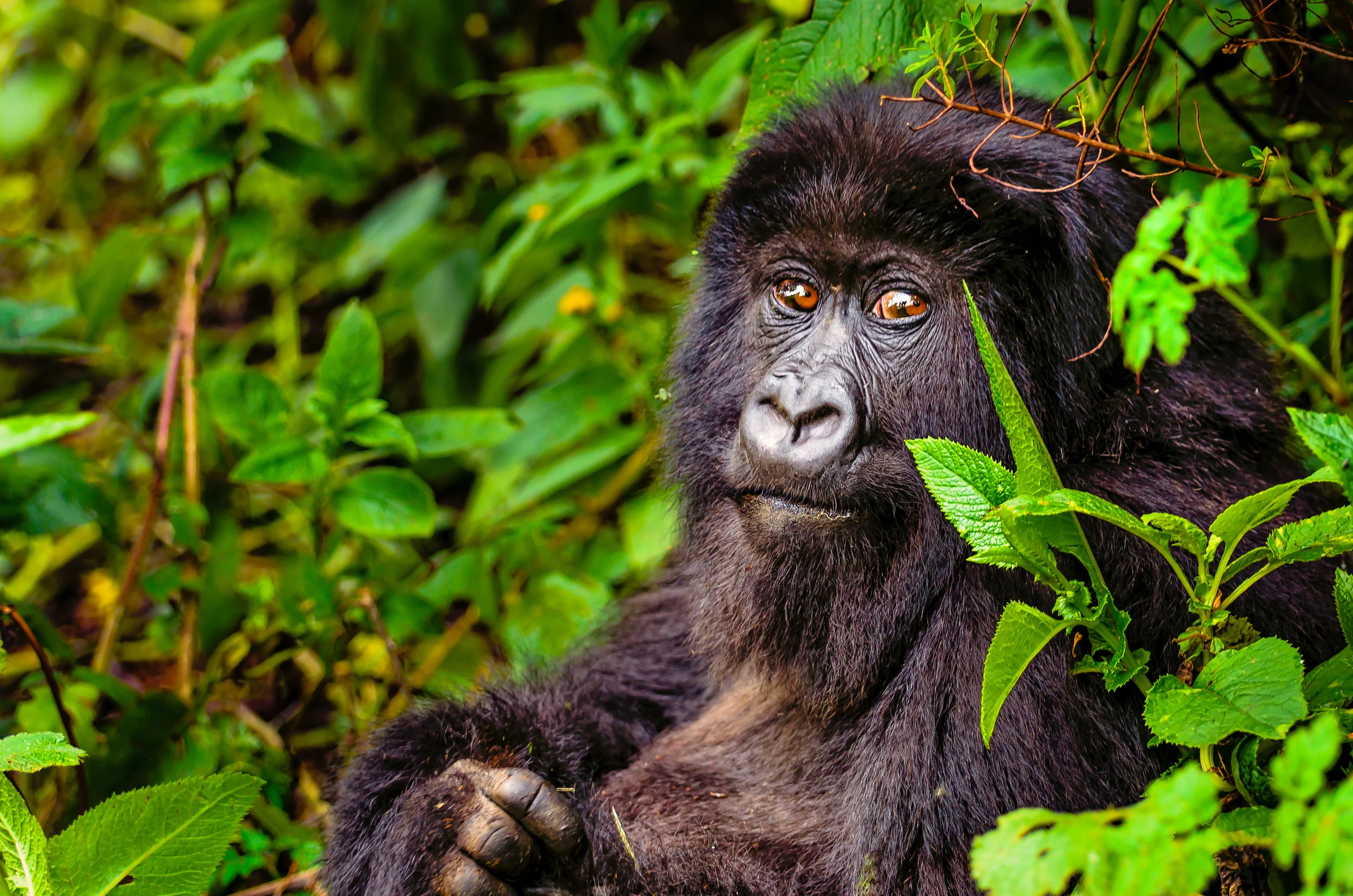 Gorilla, Parc National des Volcans, Rwanda