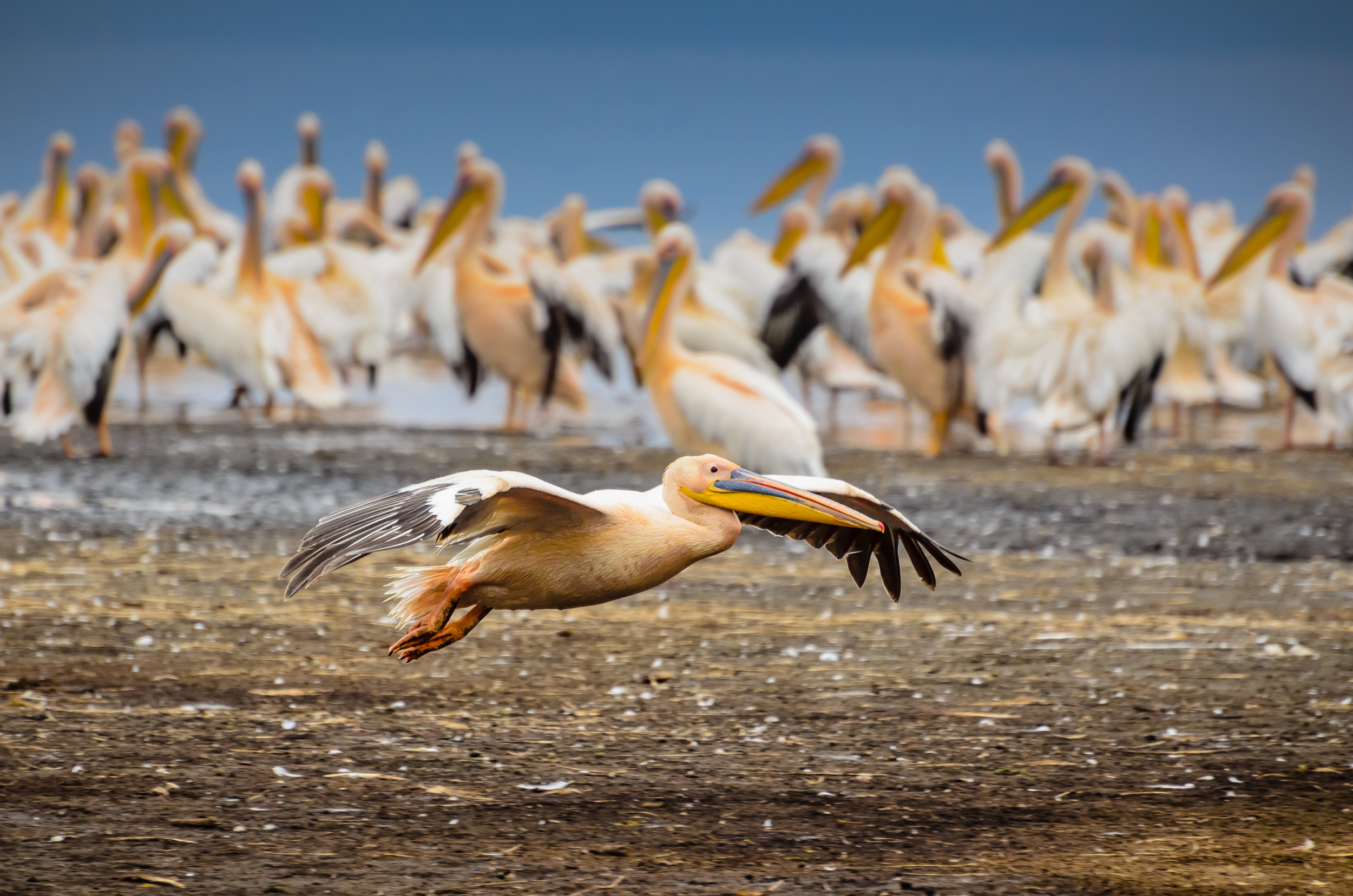 Pelican, Lake Nakuru