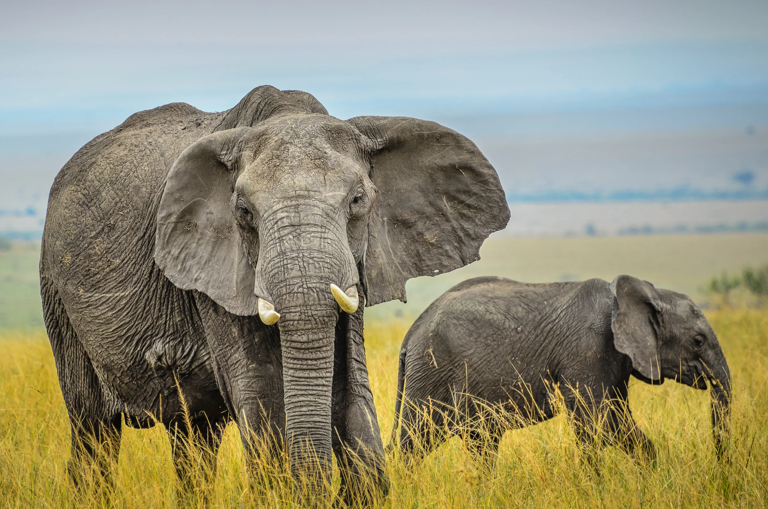 Elephants, Masai Mara, Kenya