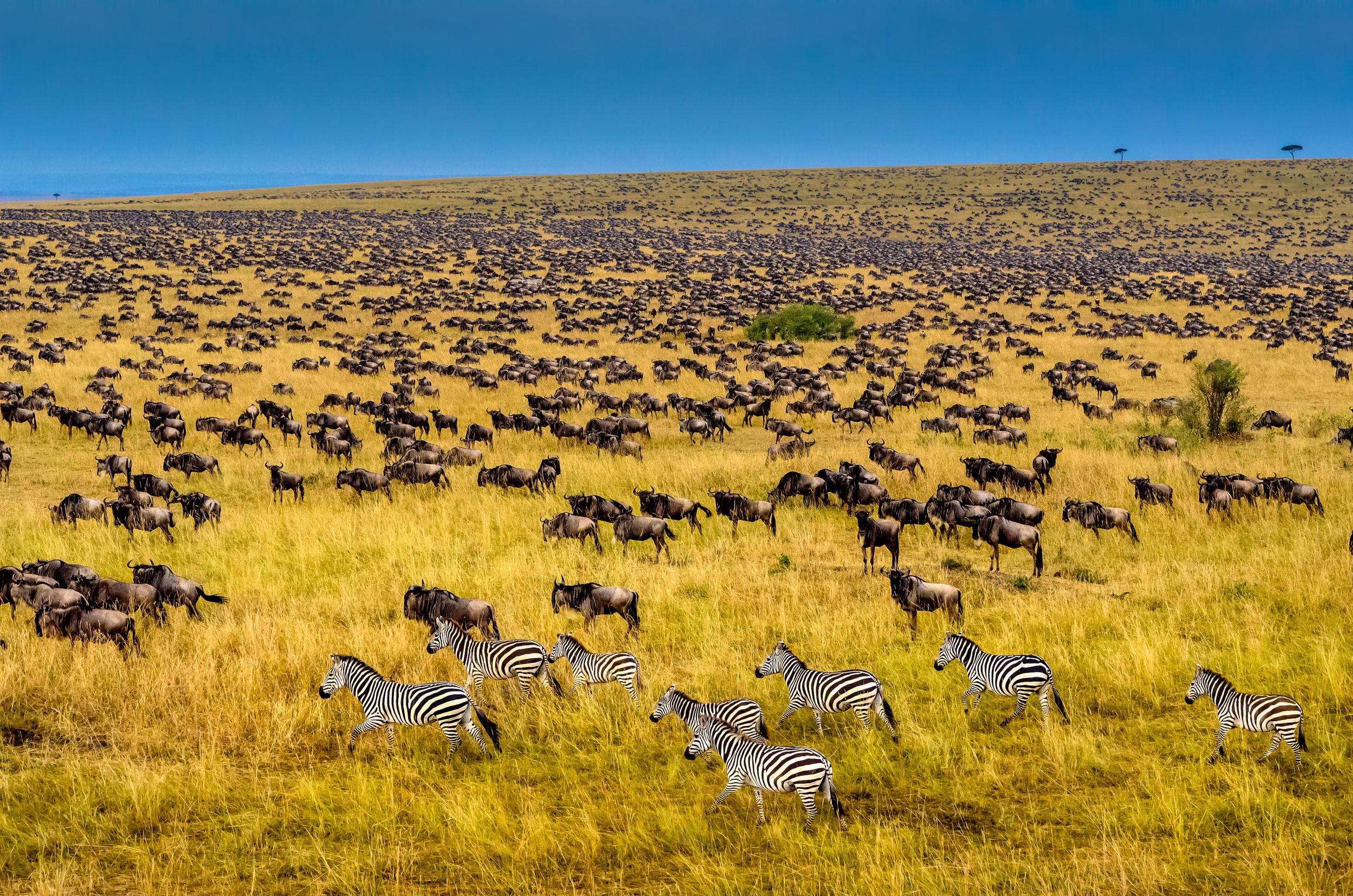 The Great Migration, Masai Mara, Kenya