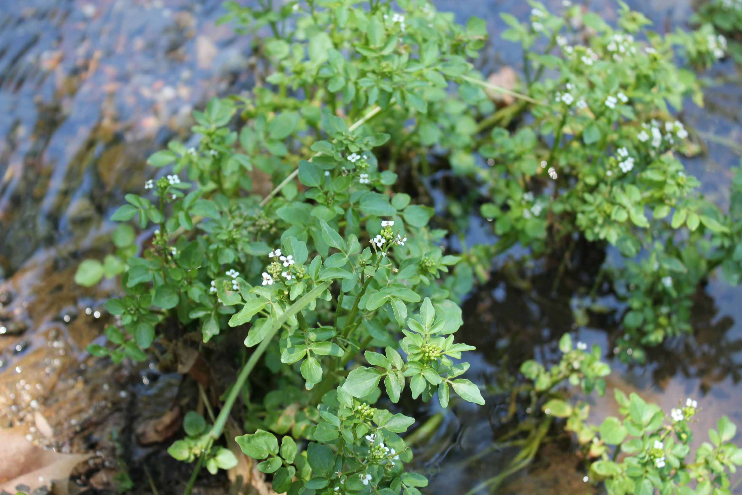 watercress.jpg