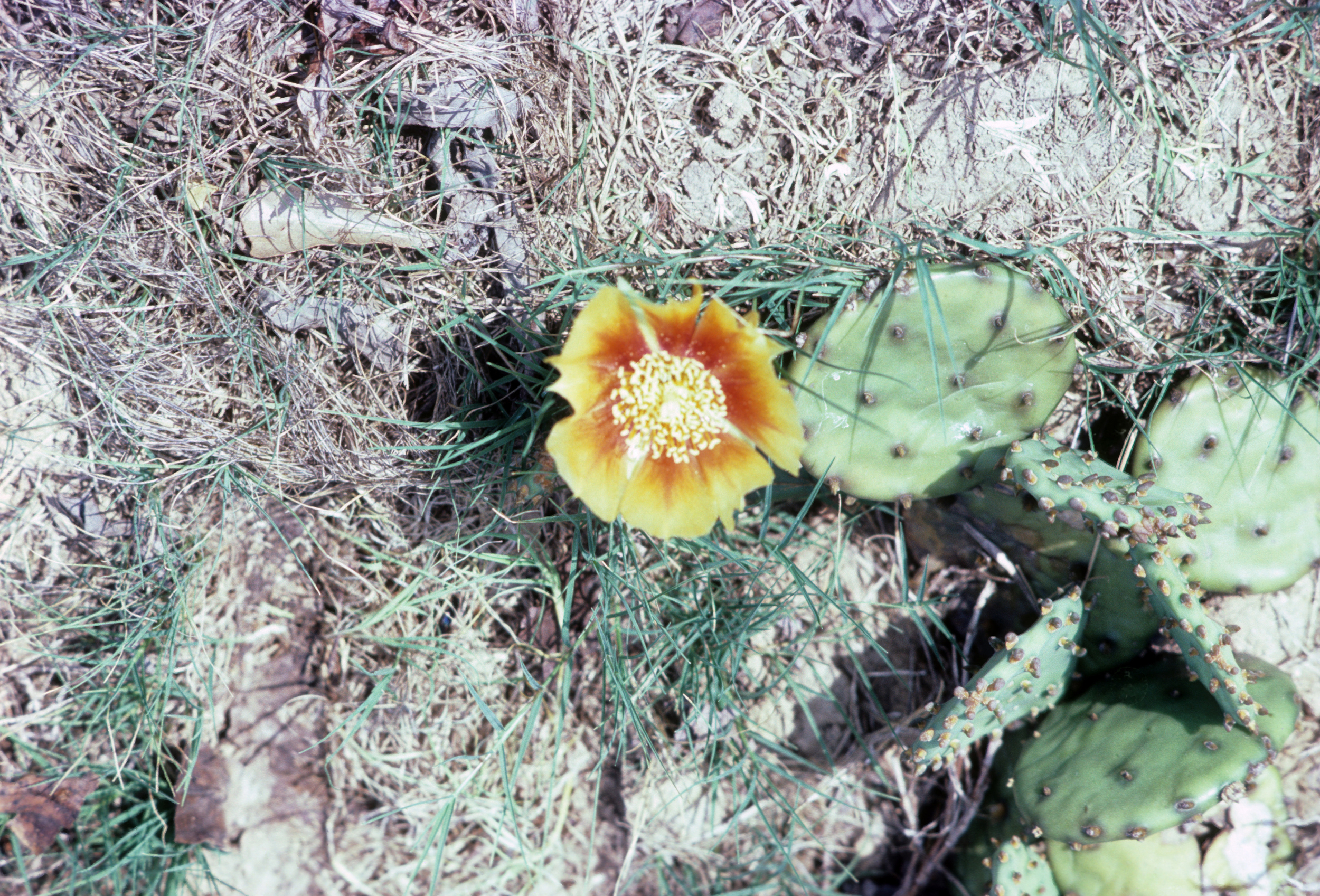 Opuntia growing in the wild