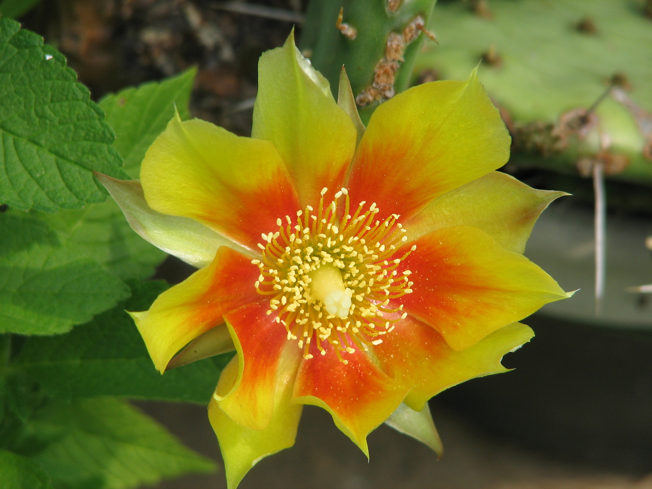 The beautiful flower of the Opuntia!