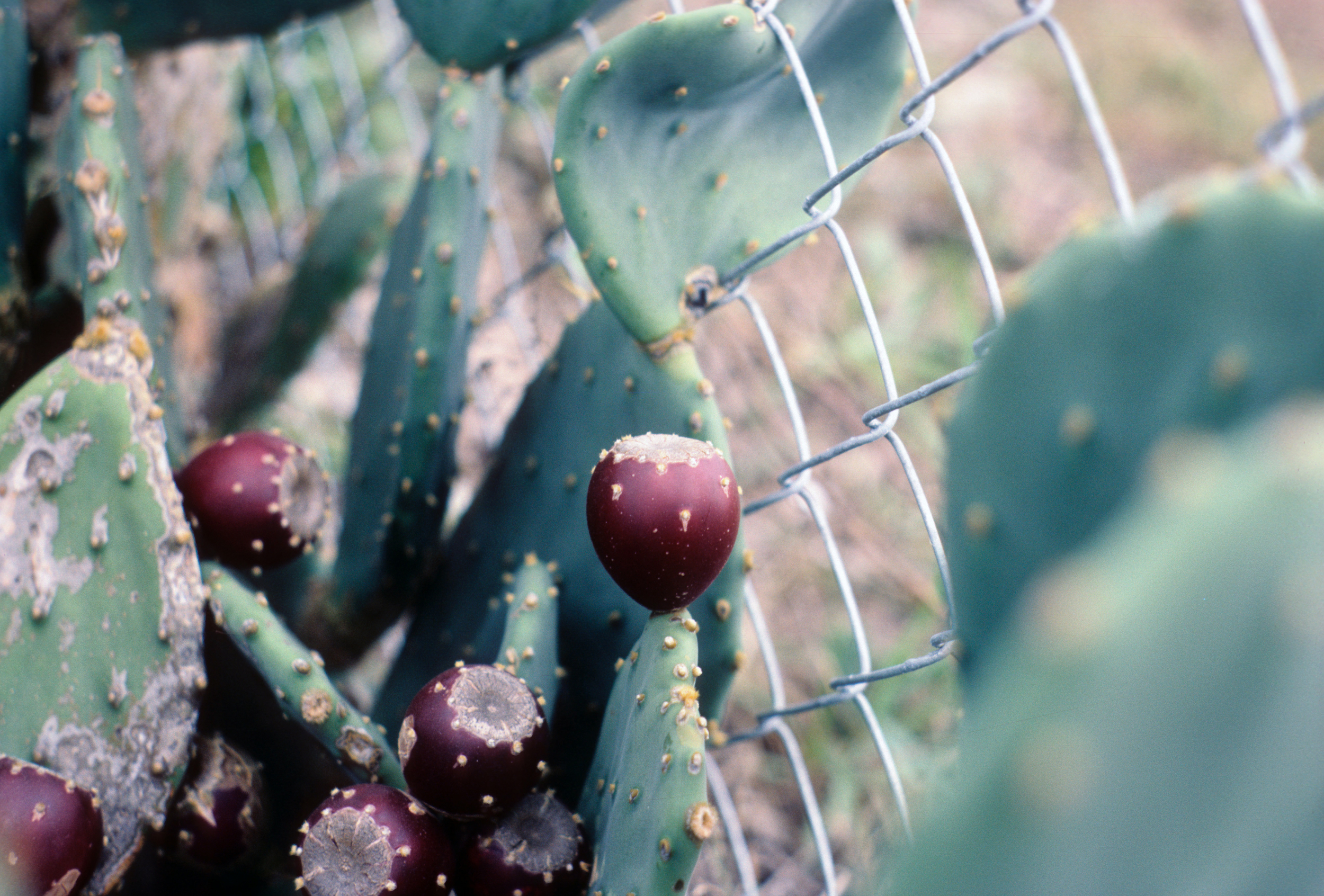 Opunta fruit, this prickly pear was growing near the Dauphin Island Sea Lab on the coast of Alabama