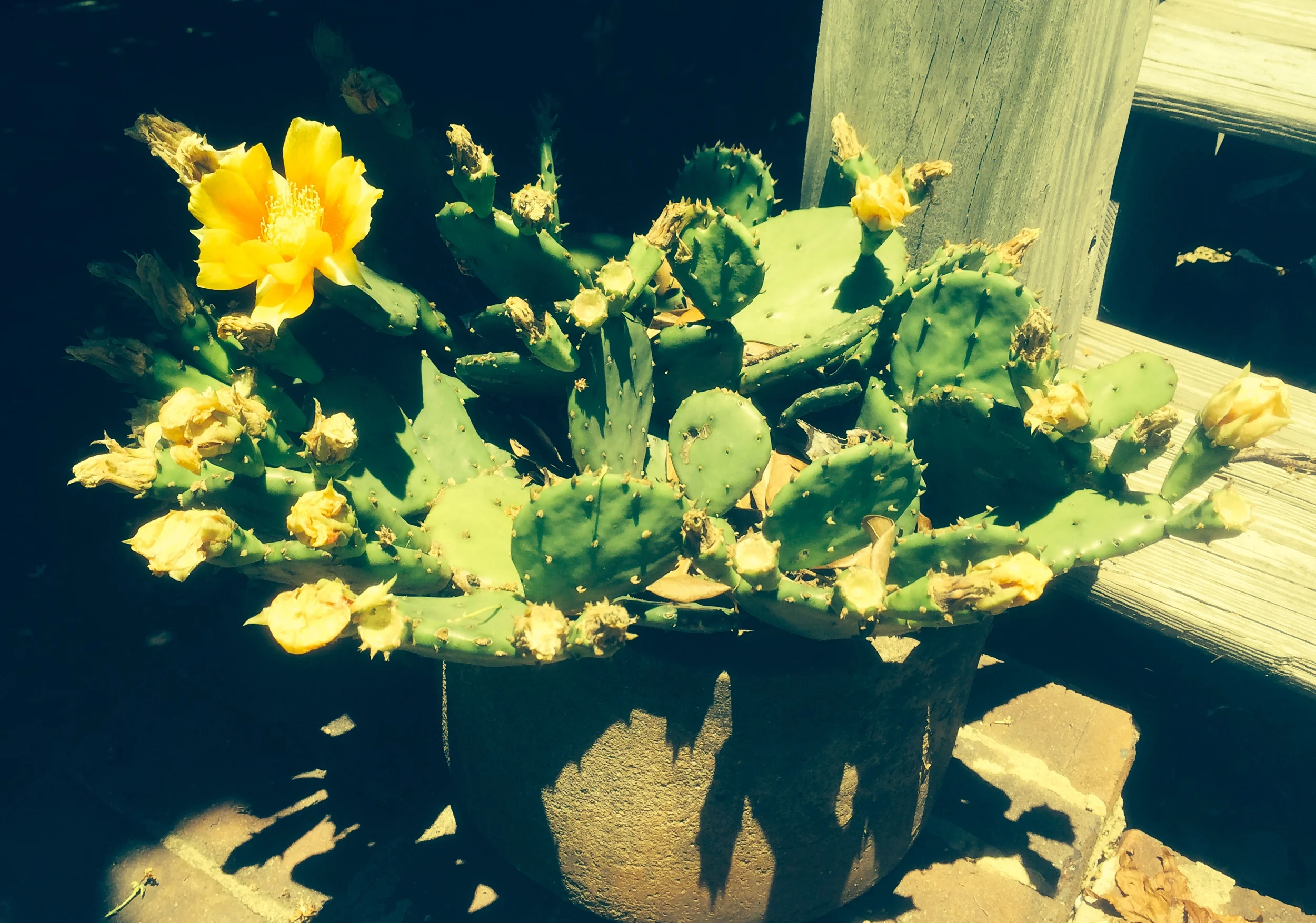 Prickly Pear Cactus (Opuntia compressa and various .spp)