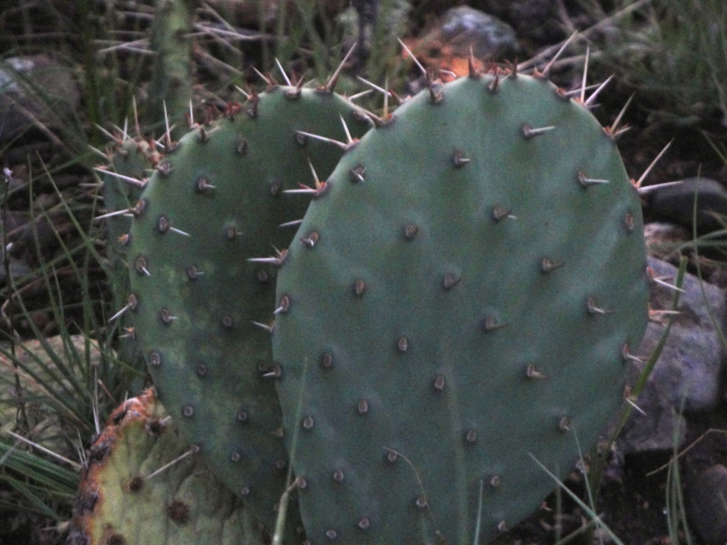 This Prickly Pear was found near Cimarron, New Mexico, very prickly!