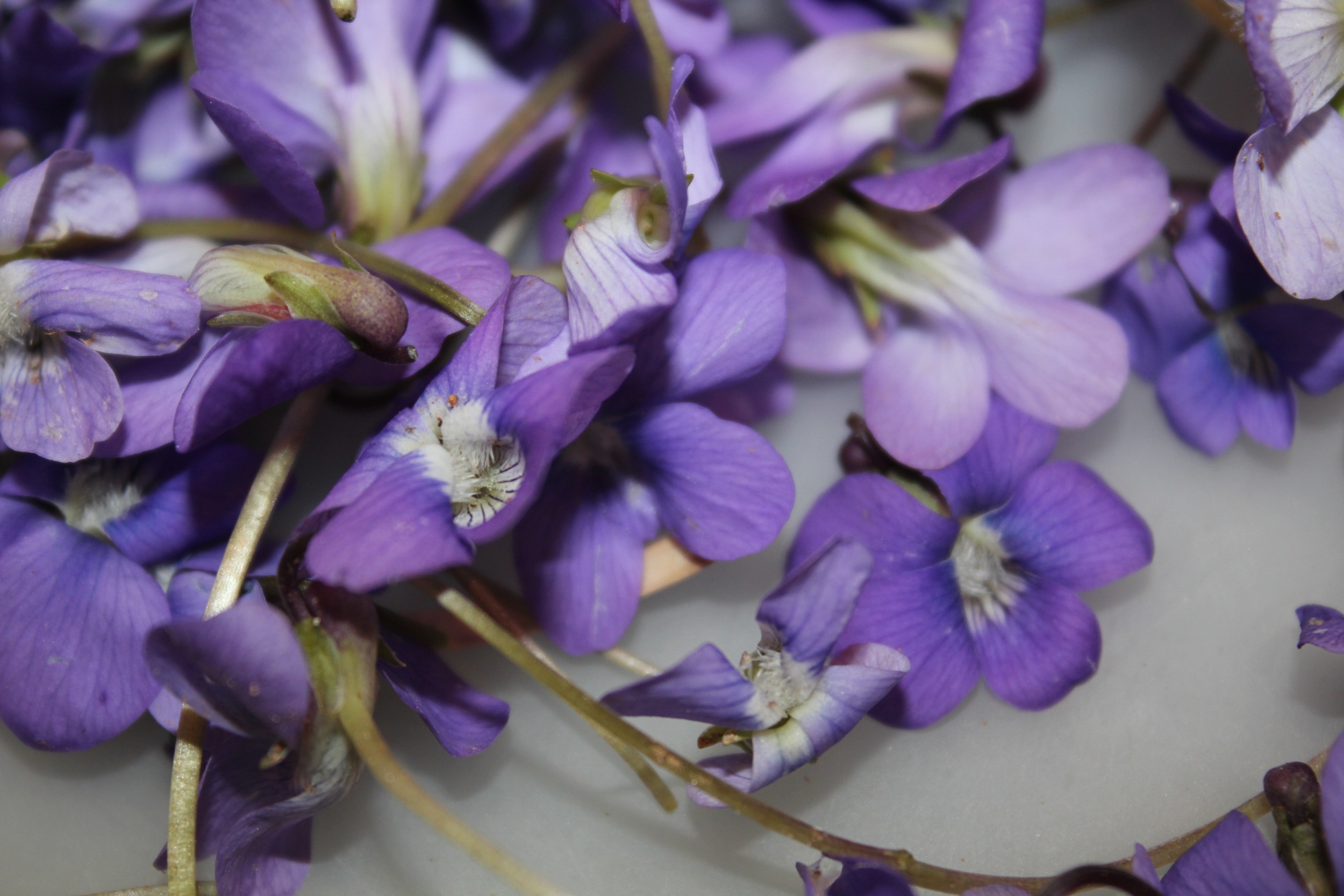 Common Blue Violet