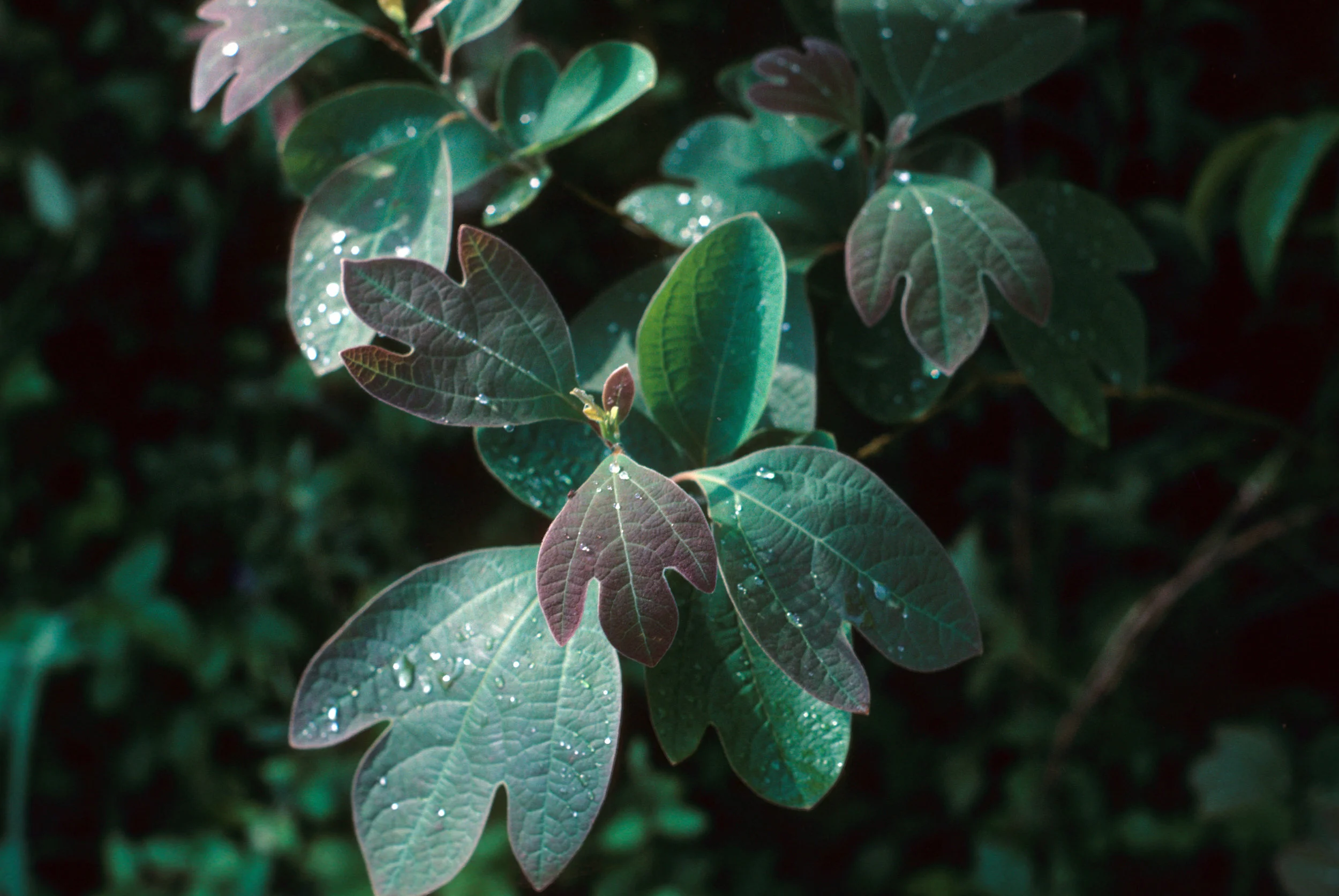 Can you find the three different leaf types in this photo?