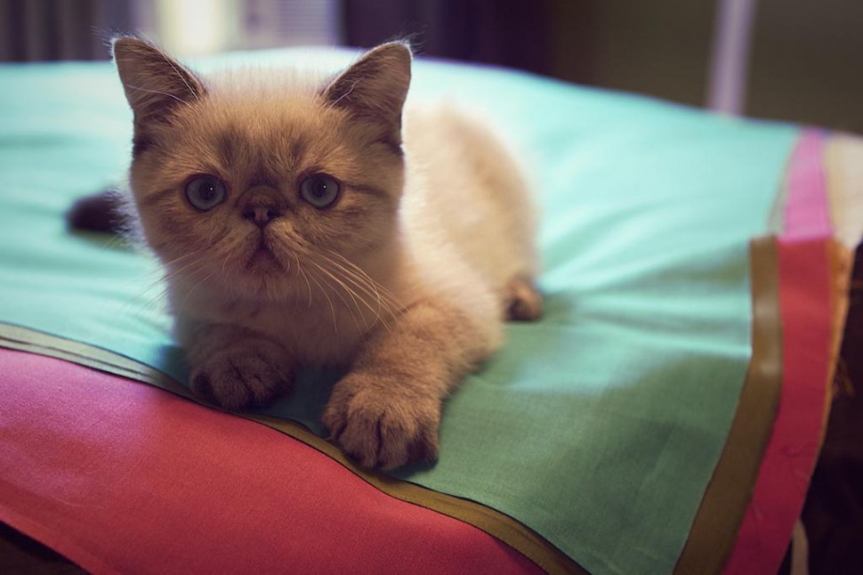 023 grumpy cat contenders.jpg