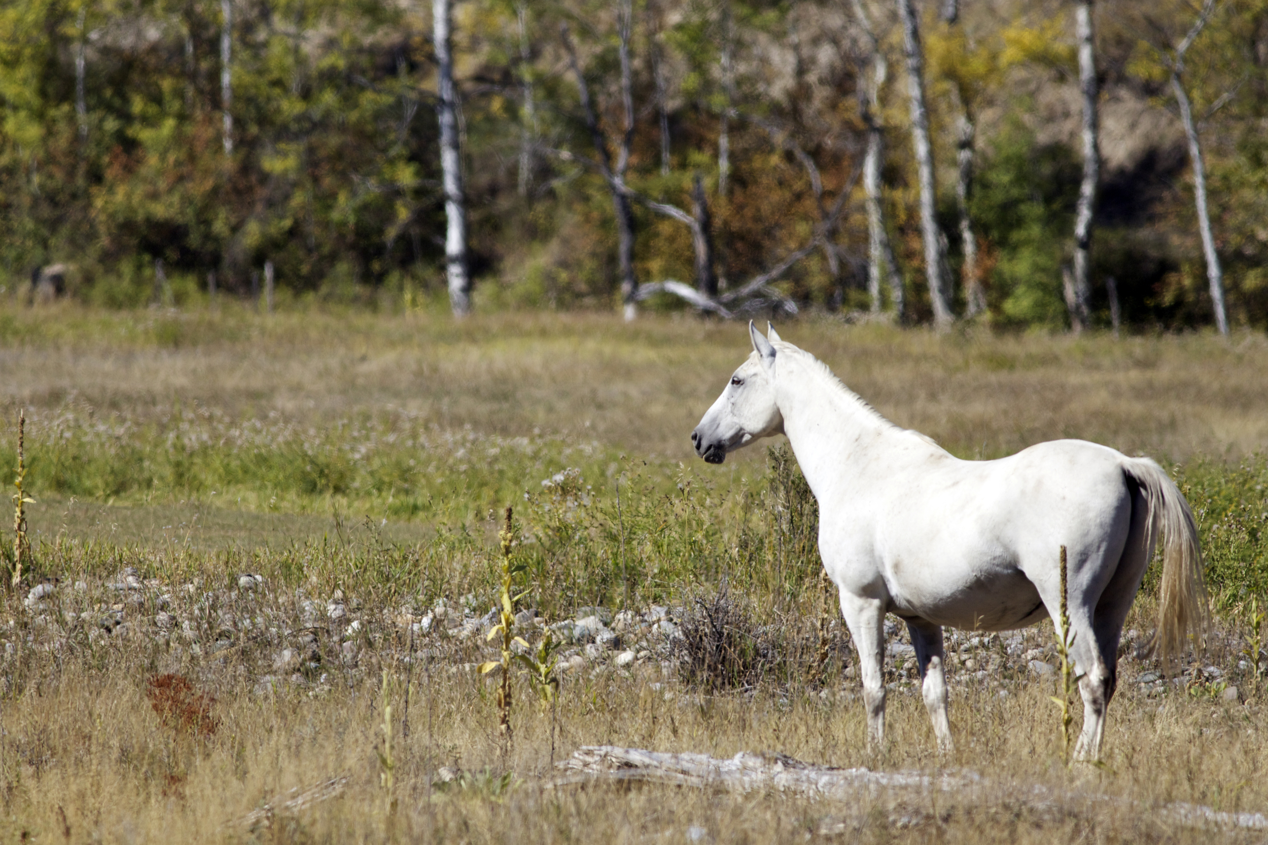 cheval blanc.jpg