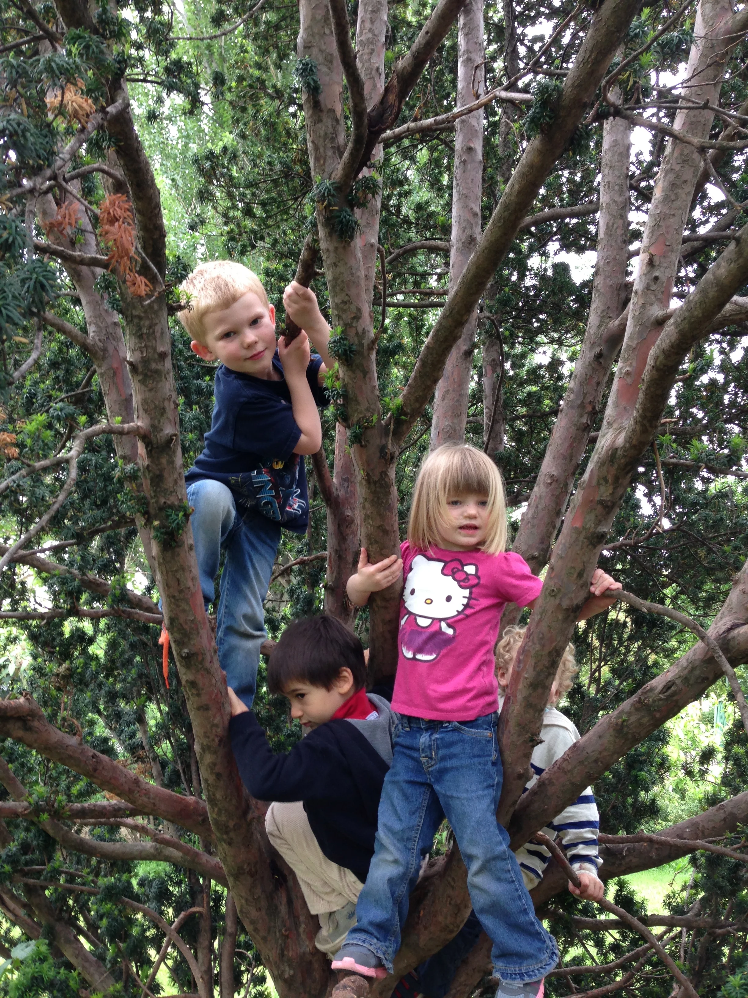 Kids having a great time climbing trees