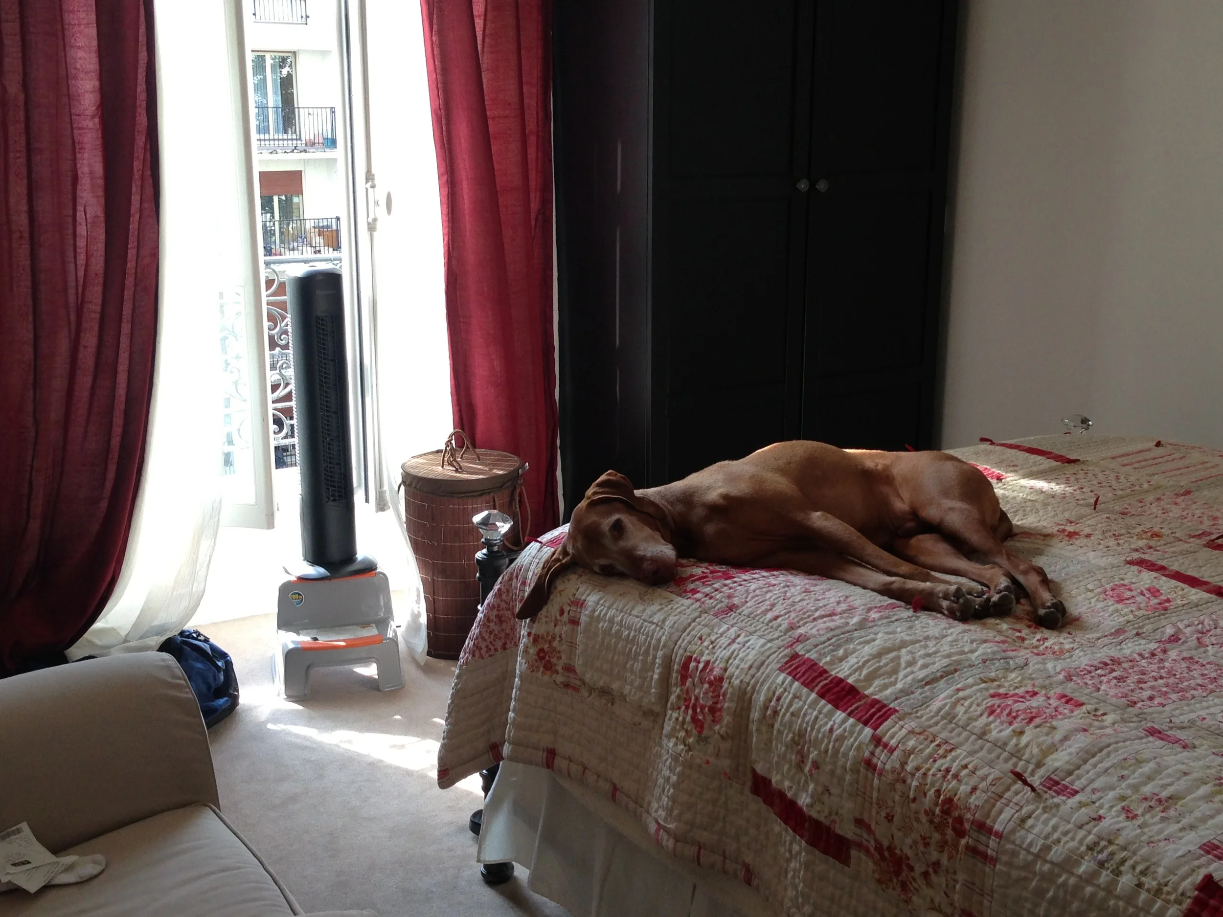 Max trying to get the only breeze in the house....poor hound!